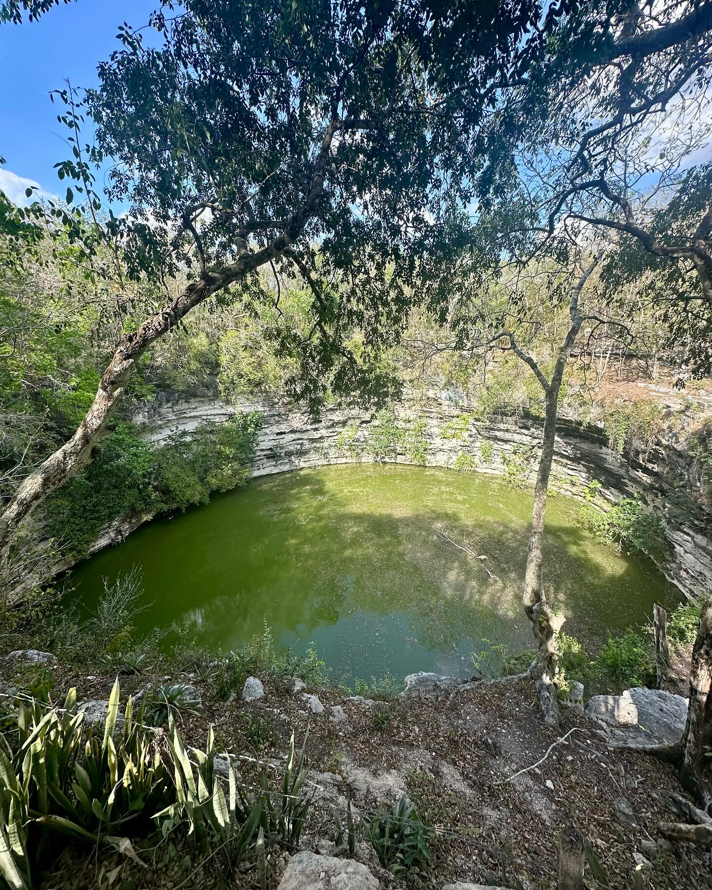 The Sacred Cenote at Chichén Itzá was a place of offerings and rituals 🌊
This massive open well, about 200 feet wide, was a place of offerings to the Maya water god.
💍 Archaeologists have found gold, jade… and even human remains. Warriors, children, and maidens were sacrificed as part of sacred ceremonies.
On the south bank, platforms were built for witnesses, and a nearby steam bath (temazcal) was likely used to purify victims before the offering.
A haunting yet fascinating glimpse into ancient Maya beliefs.
📩 Message us on WhatsApp or visit our website to plan your visit.
#ChichenItza #SacredCenote #MayanCulture #TravelMexico #HiddenMexico #RivieraMaya #YucatanAdventures #AncientRituals #CulturalTravel #MexicoHistory