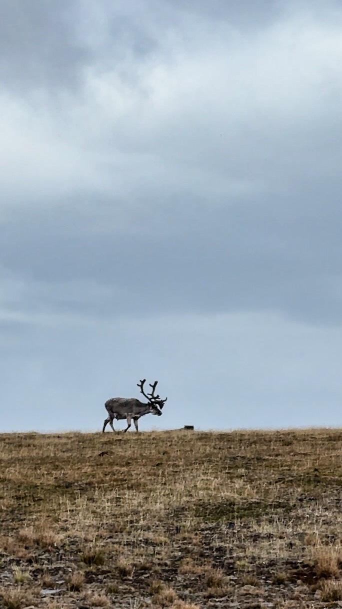 Snow in July ❄️💙