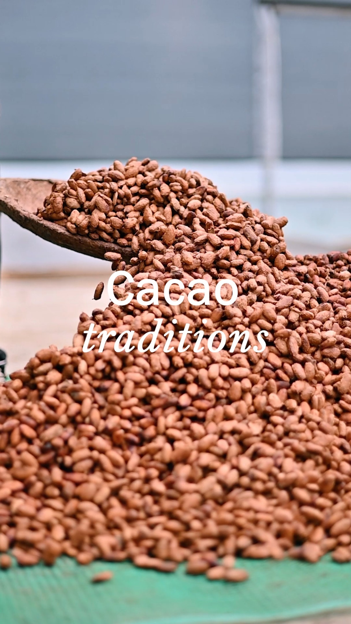 π βIt used to be cacao dancing,β says our Nanny, with the smile of someone whoβs walked every corner of this land.
It was the daily ritual of turning the cacao as it dried under the sun, a movement that looked like dancing, but was really made of hard work, patience, and deep love for the land.
Today, we follow in her footsteps, honoring every gesture, every story, and every single bean. π«
#cacaobean #cacaomass #ecuadoriancacao #ecuadoriancacaobeans #cacaonibs #haciendapalosanto #cacaoecuatoriano