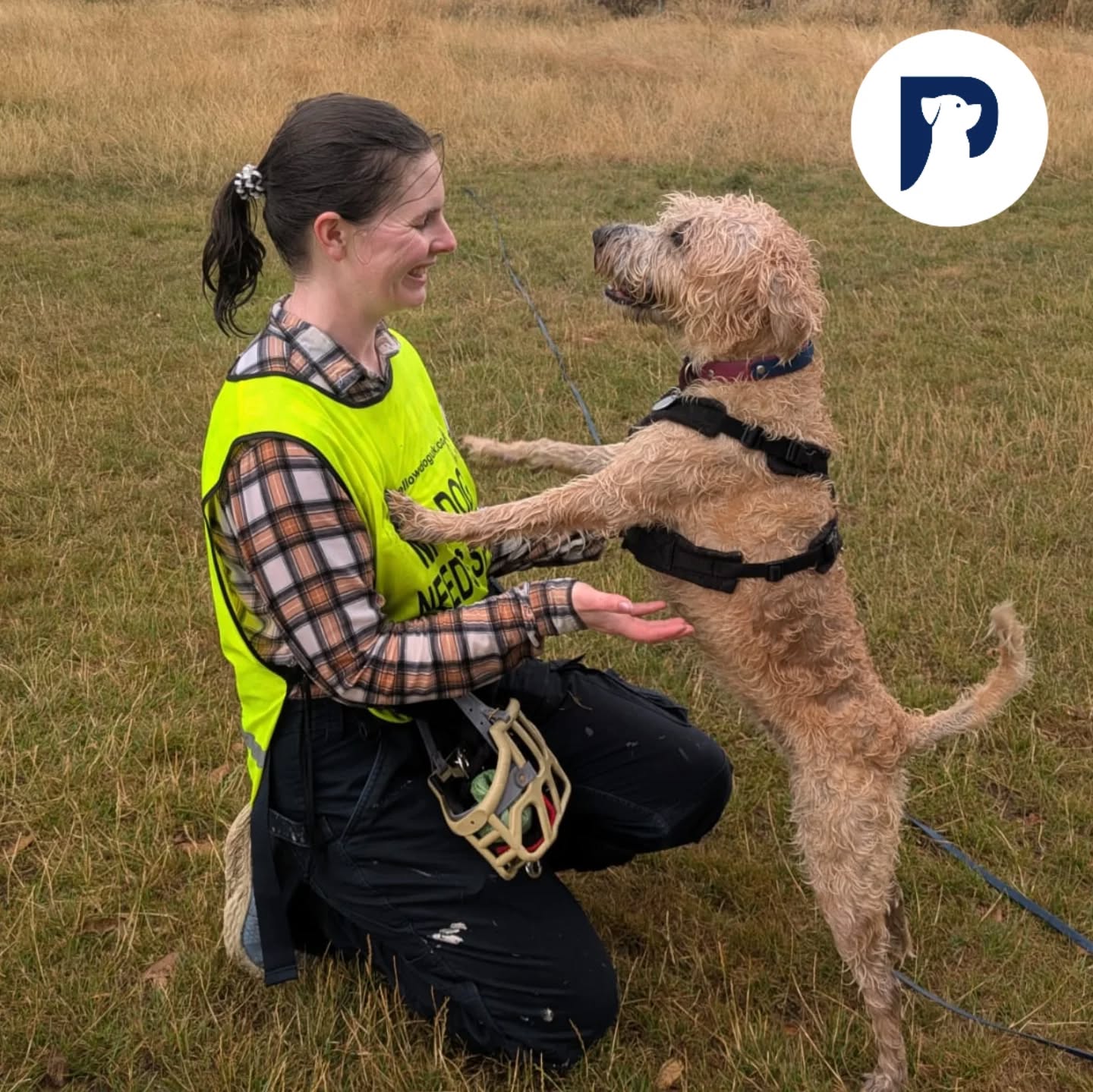 The Circle of Trust!
How many people are in your dogs Circle of Trust?
For Esme, there are 9 people.
Only 9 that I could confidently say could walk into our home without us there and Esme would be happy to see them.
I get a little flutter of joy when I am welcomed into a dogs Circle, for some it's harder than others and I have to truly earn that position, rather than just be 'Lady with the Treats'.
Comment below how big your circle of trust is!
@the.muzzle.movement Muzzle being put to good use holding lead and poo bags 😅
@perfectfitharness looking great on Delphi!
#yellowdogsuk vest helping communicate our needs to those around us.