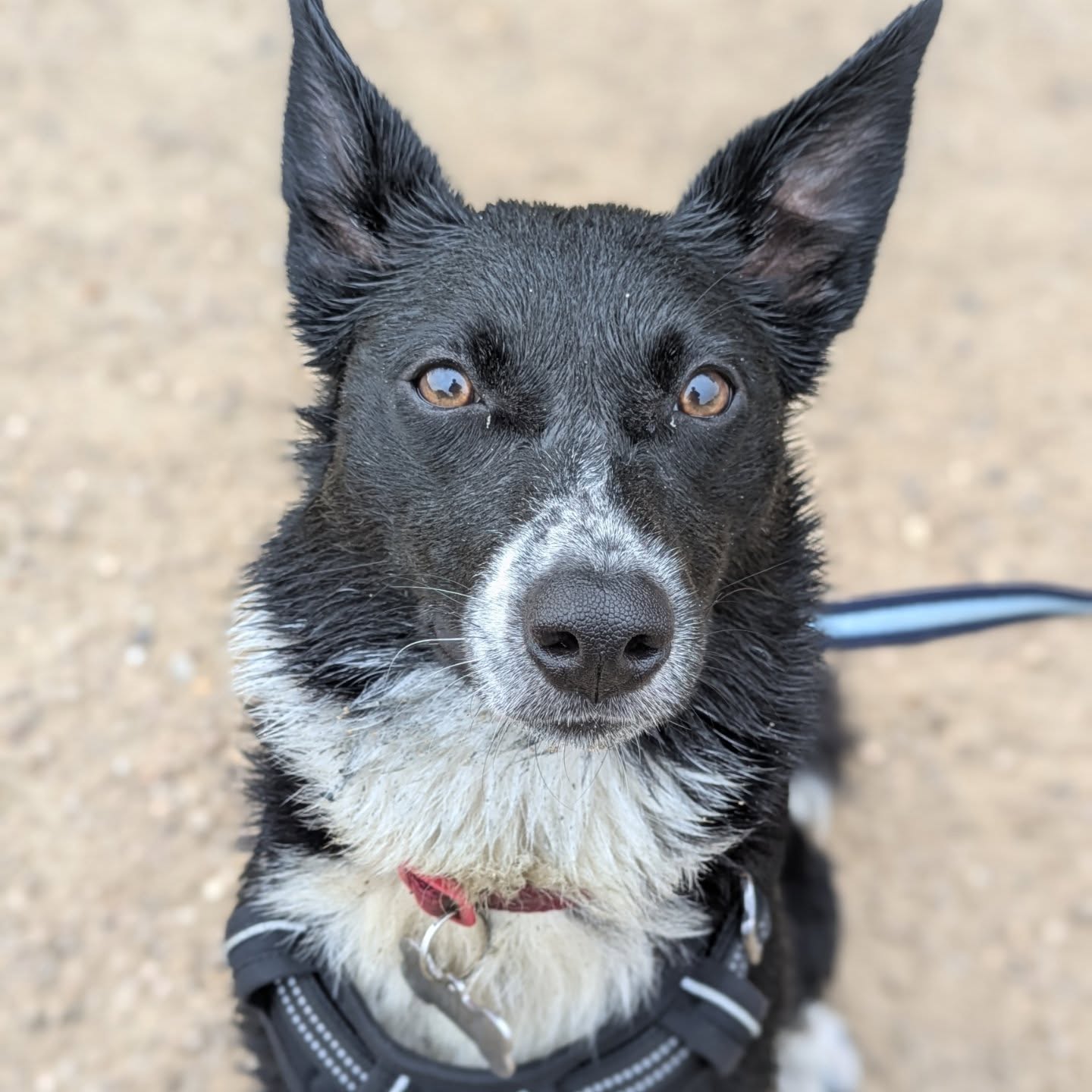 Keira completed 5 training sessions, focusing on; lead frustration, car sensitivity, and focus out of walks.