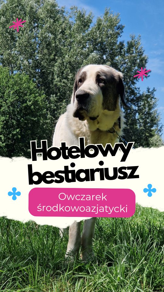 Owczarek środkowoazjatycki – pies, który nie potrzebuje twojej aprobaty
Nie będzie prosił o głaski. Nie przyniesie ci piłeczki. I raczej nie zrobi "siad" tylko dlatego, że masz smaczka. OSA ma to wszystko gdzieś. Ale jeśli zyskasz jego zaufanie, to masz przy sobie lojalność większą niż niejeden człowiek potrafi dać.
Ten pies nie został stworzony do miejskiego życia. W jego krwi płyną stepy, samotne dyżury przy stadzie i decyzje podejmowane bez pytania kogokolwiek o zgodę. Dziś niby mieszka z ludźmi, ale mentalnie wciąż stoi na straży i patrzy z góry na cały świat – a świat dobrze robi, jeśli nie patrzy zbyt śmiało w jego stronę.
W hotelu? OSA nie robi zbędnego hałasu. Ale niech ci się nie wydaje, że niczego nie widzi. Wie, kto kiedy przeszedł, kto czym pachnie i kto się zawahał. Działa po swojemu – powoli i stanowczo. To pies, z którym trzeba sie dogadać, szanować go i umieć żyć.
Bywa reaktywny. Bywa dominujący. Potrafi nie lubić obcych psów, ludzi i zmian. Ale też nie szuka konfliktu – dopóki nie musi.
Masz alabaia? Znasz kogoś, kto z nim żyje? Daj znać. A jeśli nie znasz – nie próbuj podchodzić bez pytania.
#merdumerdu #owczarekśrodkowoazjatycki #osa #alabai #pieszcharakterem #piesktóryniewybacza #psywhotelu #opiekanadpsami #hoteldlapsowwarszawa #hoteldlapsownowydwormazowiecki