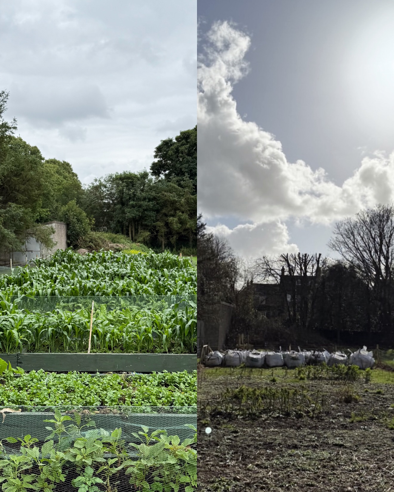 From Bare Soil to a Thriving Garden 🌿
What was once an empty plot—just soil, with no garden beds, no plants, and no signs of life—has blossomed into a thriving, living space full of fresh vegetables, colour, and purpose.
This transformation is the result of the passion, time, and hard work of our dedicated volunteers, visionary founders, inspiring women, and committed collaborators.
Thank you to everyone who believed in this space and helped turn it into a flourishing community garden. Your efforts have sown more than seeds—you’ve nurtured hope, connection, and growth. 🌱💚