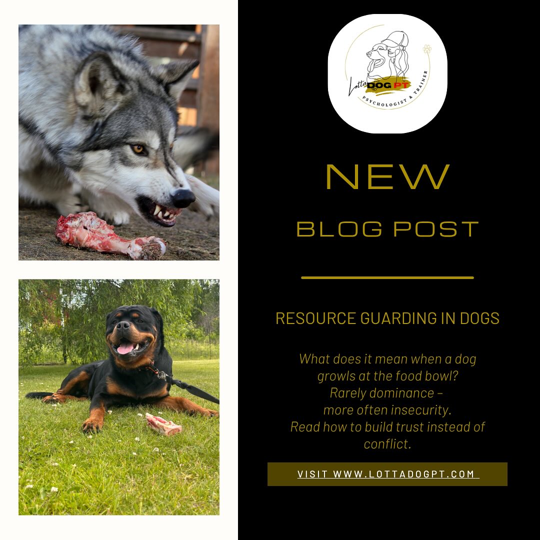 🐾 New blog post is live
Resource guarding is often misunderstood. When a dog growls over food, toys or resting spots – it’s usually not about dominance, but insecurity.
In this post, I reflect on why trading, trust, and respectful boundaries can prevent conflict – and why “just throwing meatballs” is a false cliché about positive training.
📖 Read the full post on my website – link in bio!
💬 I’d love to hear your thoughts – have you experienced this with your dog?
#resourceguarding #dogbehavior #dogtrainingtips #blogpost #dogtrainer #dogpsychology #lottadogpt
#dogblog