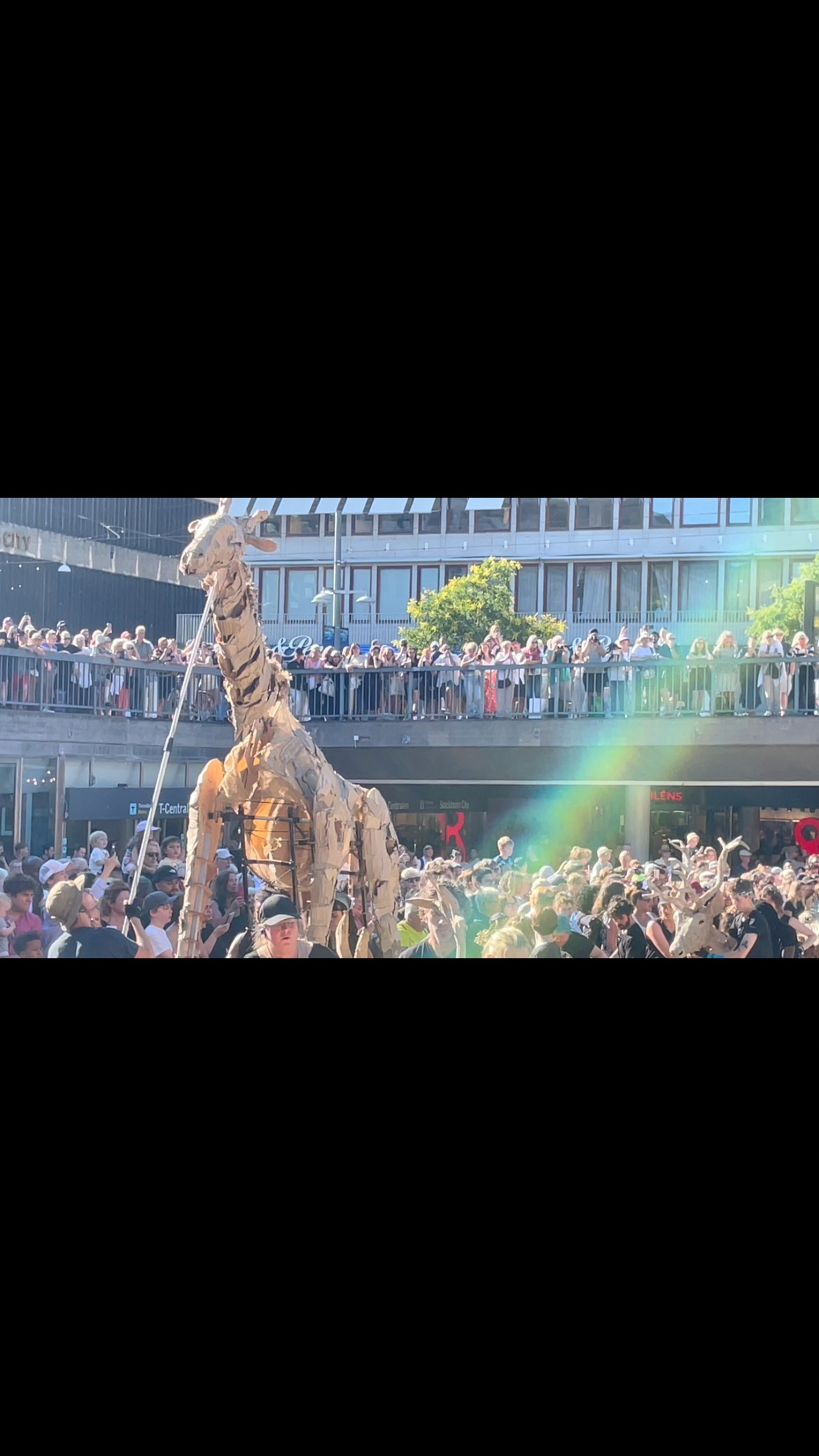 I går på Sergels torg. I dag klockan 14 vandrar de i Gamla stan. Från Skeppsbron till Stortorget. @the__herds så kul att få bygga lite och träffa alla människor och djur. Några har vandrar enda från sierralione och ska vandra vidare till polcirkeln via nästa stopp i Norge där fler djur slår följe. Ryktas om isbjörn. Kulturell klimatmanifestation som gör alla berörda.