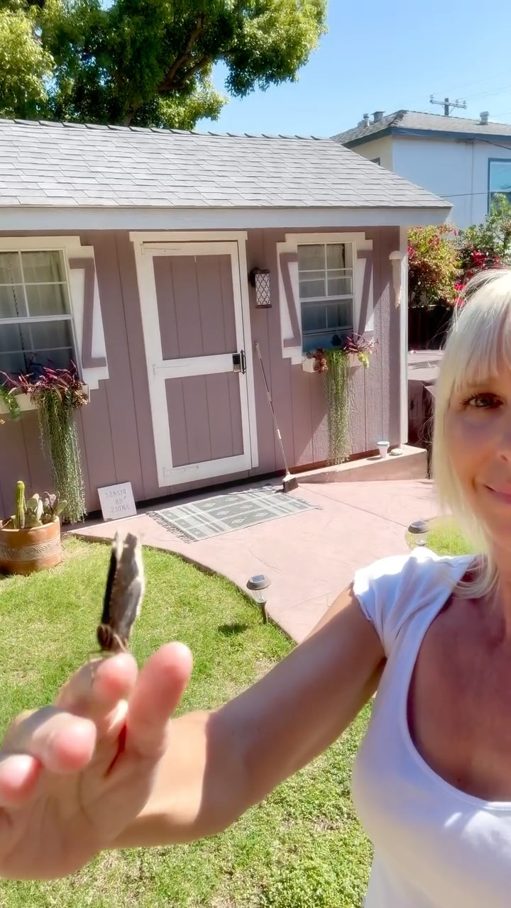 My Spirit Butterfly Blue is back…🦋
If you know, you know…
If you don’t know you should go to my highlights of her presence last summer for 90 days straight & the spiritual experience that led to me getting a tattoo of her 🩵
#SpiritButterfly #MySpiritButterflyBlue #MagicDoesExist #MourningCloak