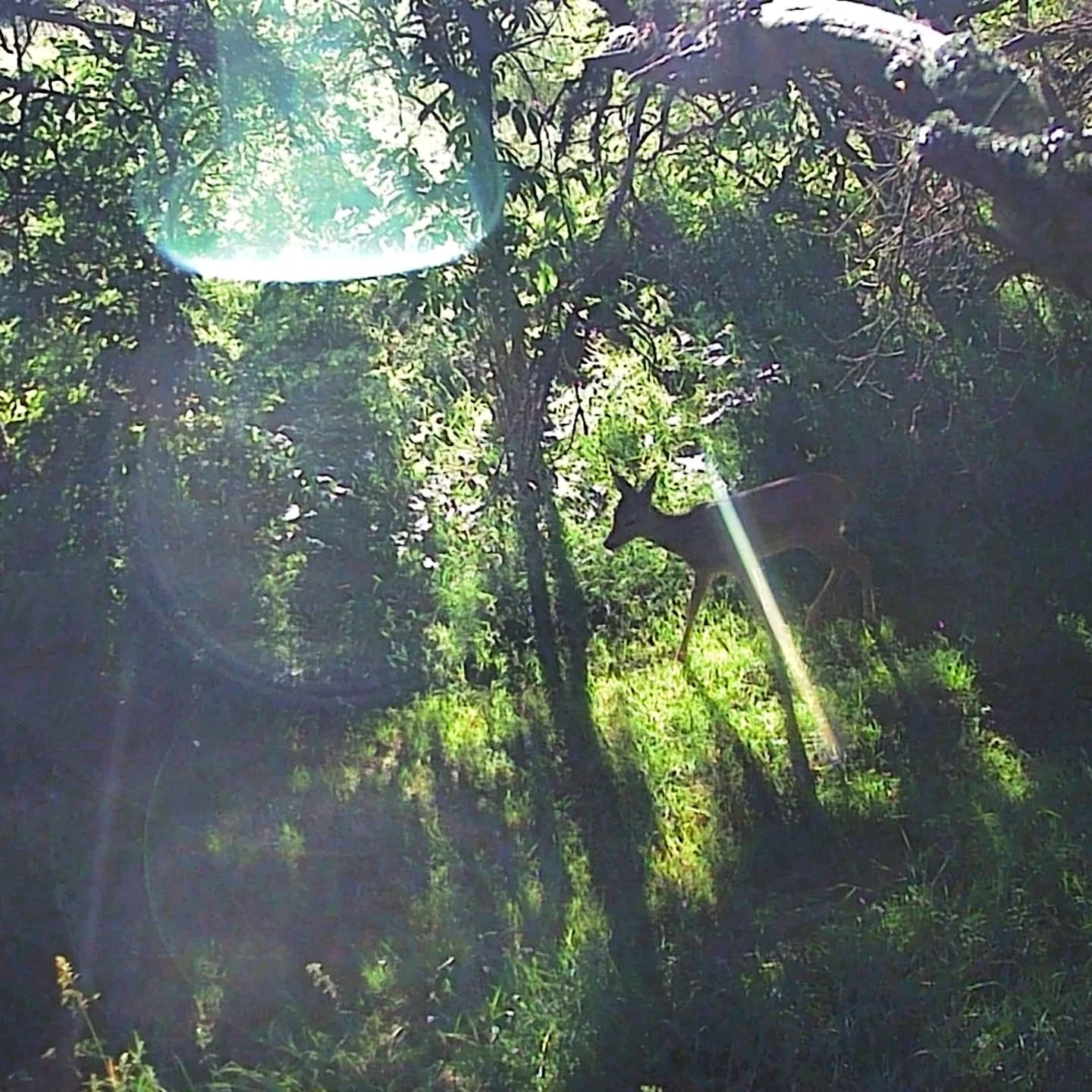 Cette semaine, on vous emmène à la découverte des visiteurs sauvages de notre jardin !
Grâce à nos pièges photos installés autour du jardin et du bois, nous avons capturé quelques instants précieux de la vie secrète qui nous entoure.
Chaque jour, une thématique différente. Prête à suivre leurs traces ? 🐾
Pour bien commencer, voici quelques de nos plus belles images du mois : des instants de beauté, capturés dans le calme de la nature qui nous entoure.
#WildlifeWeek #Nature #VieSauvage #CameraTrap #WildlifePhotography #FauneSauvage #NatureLovers #Ecotourism #Biodiversité #WildlifeEncounters #NatureProche #AnimauxSauvages #IntoTheWild #ForêtVivante #FauneLocale #EcoTravel #WildBeauty #RencontresSauvages #France #Lanarce #Ardèche #MontageArdéchoise #Roedeer #Redstag #Cerf #CervusElaphus #CapreolusCapreolus #Brocard