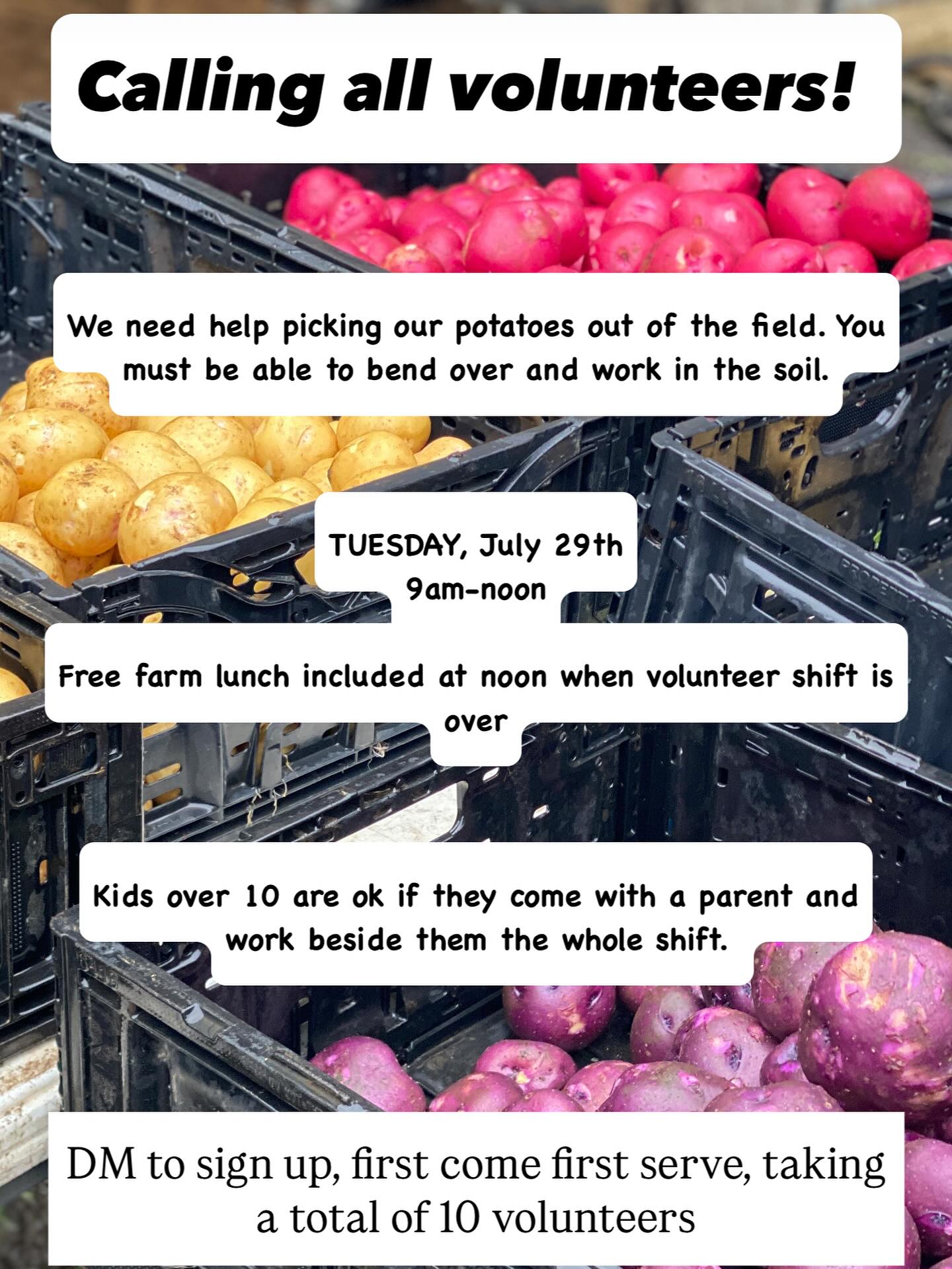 It’s potato harvest and we have a great abundance. We are opening up the farm to new volunteers for this event. DM to save your spot. Farm lunch is included after the 9-12 shift.
#sliceofheavenfarm