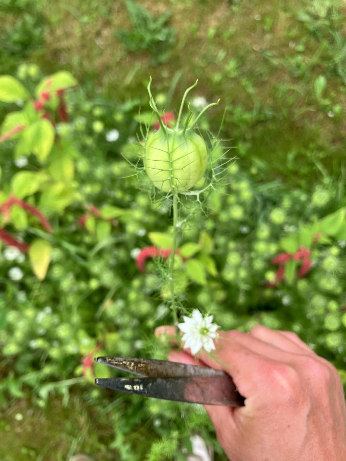 Her er et vaskeægte hack for Nigella-hadere 😃 Jeg deler mildt sagt ikke den glæde som mange har ved Nigella/Jomfru i det grønne.
Jeg synes den er freaky og lidt alien-agtig, og det eneste pæne jeg har at sige om den er, at den sår sig selv.. - hvilket så også er grunden til at den stadig kan findes i blomstermarken.
MEN: hvis man gør sådan her - lige klipper toppen igennem på den afblomstrede boble, så synes jeg faktisk den bliver fin og kan bruges.