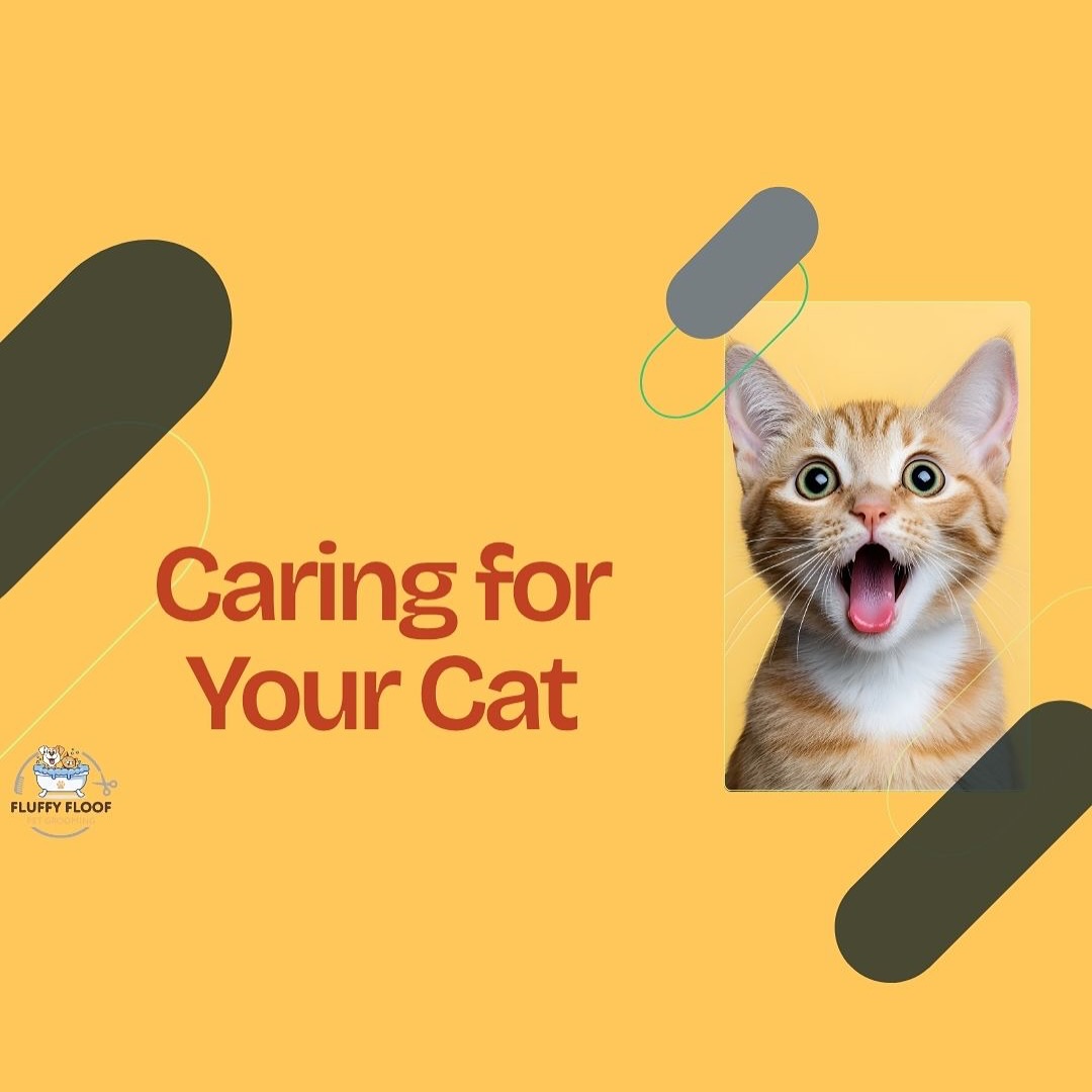 All Cats Needs ✨🐱
Enjoy unforgettable moments with your pets at Fluffy Floof.
#cats #catlover #catlife #cats #daycare #pets #love #care #fluffyfloof #dubai