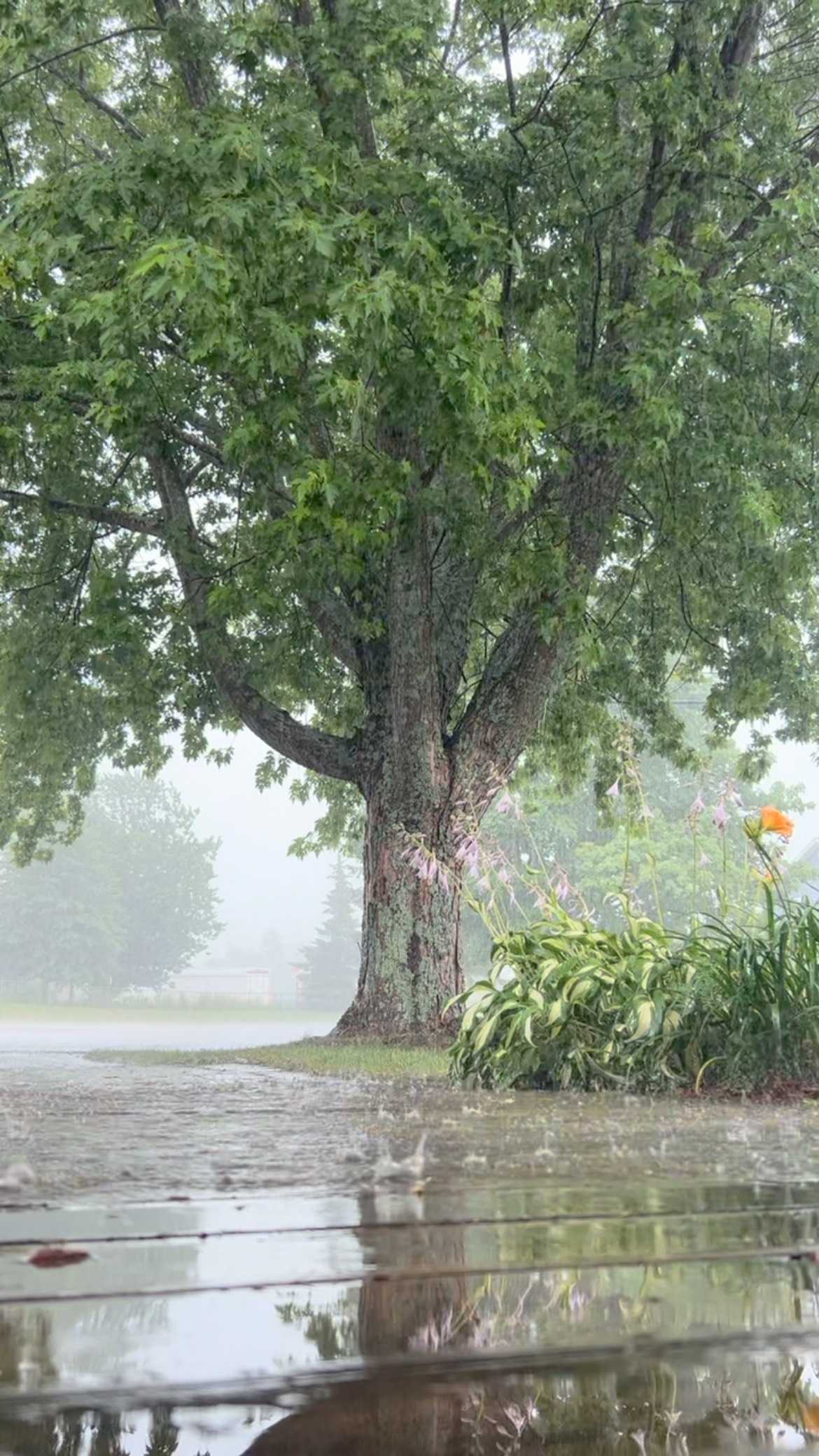 Rain kept us from the Island today, but our staff made the best of it by trying on their shipbuilder hats! 🌊 In this paper fleet, you’ll find Goldfish, Sally, and The Miramichi, all named after real ships built here on the river! You may also catch a glimpse of their fictional (and very determined) counterpart, Goldfish II- fully rigged! 😉 Just a little fun to keep the shipbuilding spirit afloat!