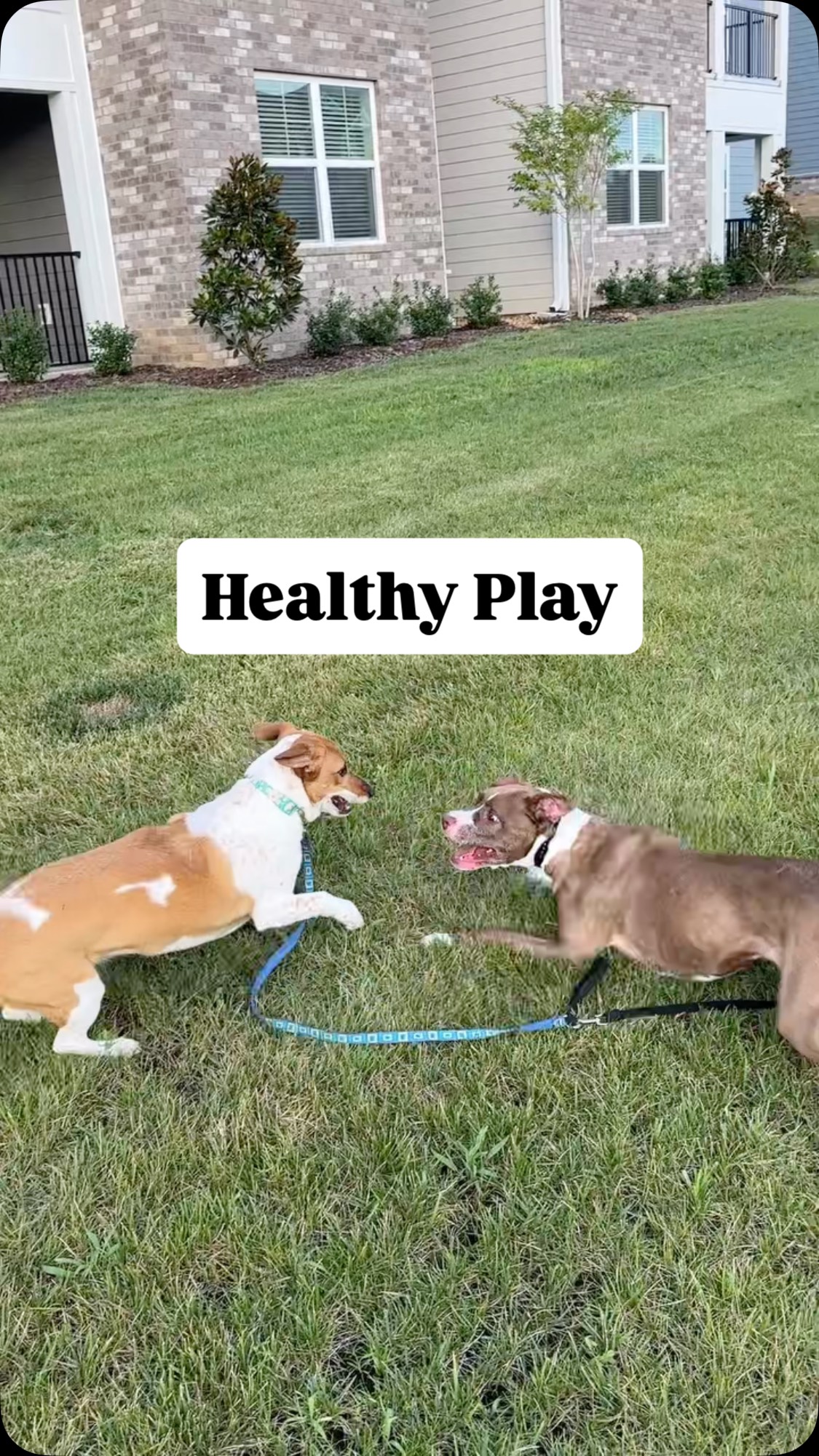 Mila and Ellie Mae were playing earlier, and she accidentally dead legged herself against my knee lol! This is all healthy play