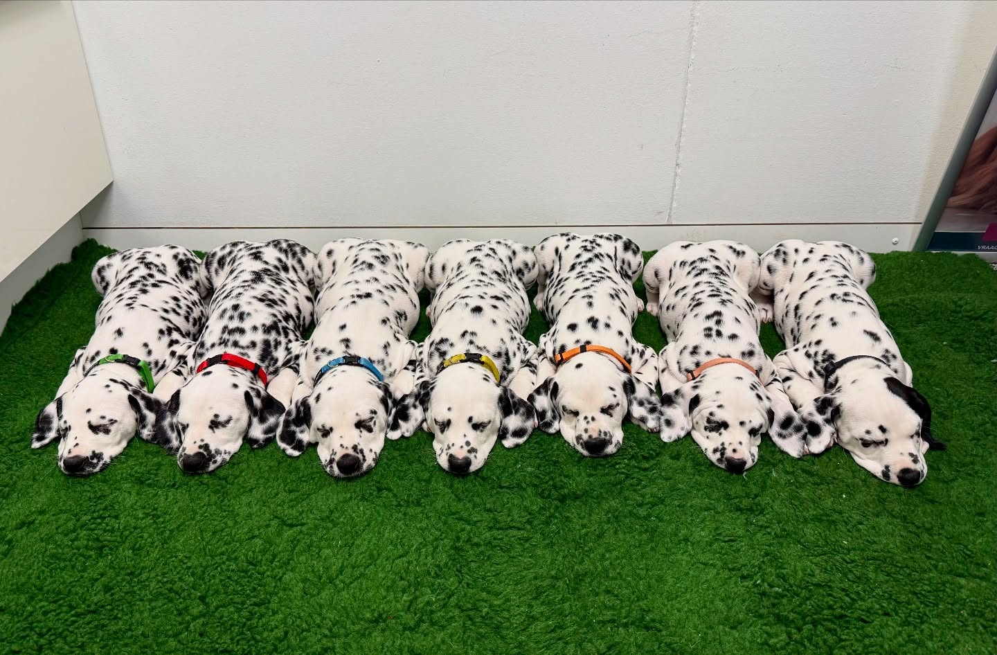 We hadden vandaag de BAER-test en we zijn zo ontzettend blij, want alle 7 pups (Spotnik’s Viking Victory X Lichtenbelt’s Summer Breeze) horen met beide oren!🥳🤩
Miss Green (Celtic Asta My Spotted Heart Dream) blijft bij ons en gaat Asta heten🥰
Mister Yellow (Cheerful Thor My Spotted Heart Dream) zoekt nog een fantastisch huisje💛
De rest heeft al een fijn huisje en hun stamboomnamen zijn als volgt:
Miss Red - Cosmic Aurora My Spotted Heart Dream
Mister Blue - Celtic Storm My Spotted Heart Dream
Miss Orange - Crystal Valkyrie My Spotted Heart Dream
Miss Pink - Charming Raven My Spotted Heart Dream
Mister Black - Confident Odin My Spotted Heart Dream