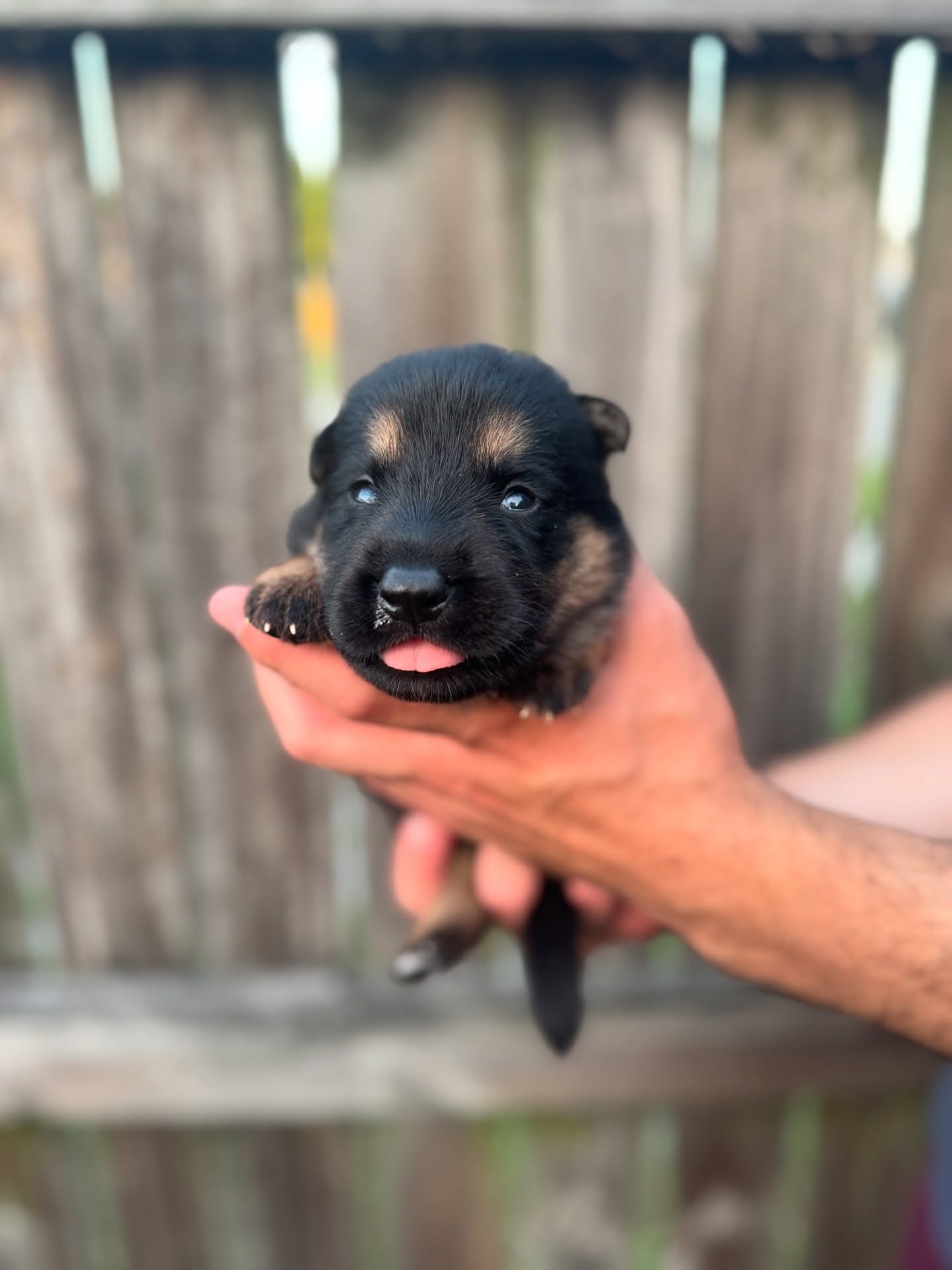 2 weeks old already!
The Liberty 5 are all over 2lbs, moving around and have eyes open. They are starting to sleep a little less and explore the whelping box more.
Currently still accepting male inquires for this litter
•
•
#germanshepherd #germanshepherdpuppy #germanshepherdsofinstagram #blackgermanshepherd #workingdog #sportdog #igp #psa #frenchring #akc #ukc
