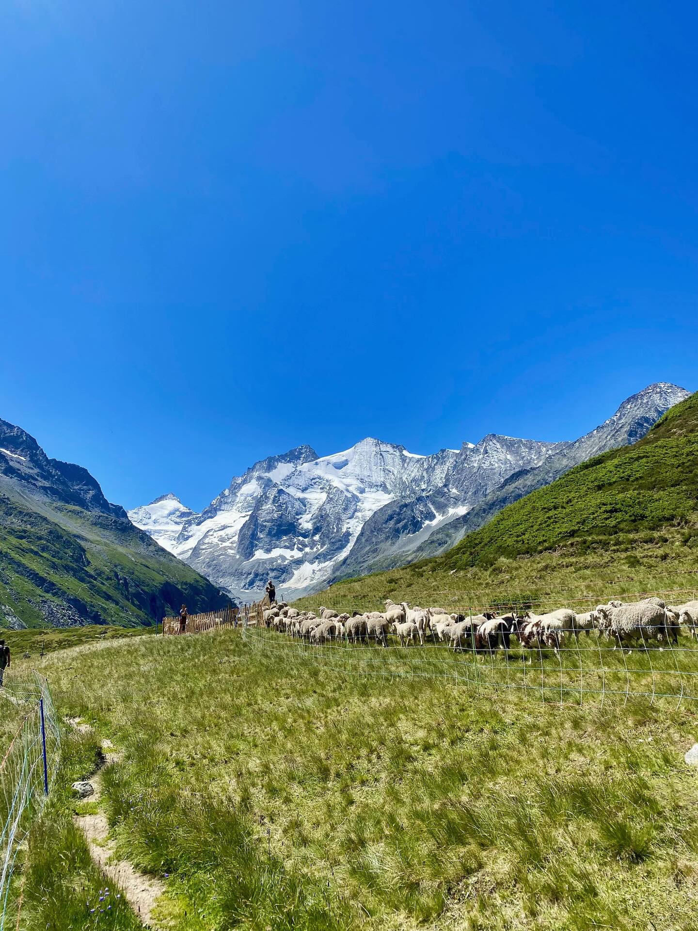 Summer hiking highlights so far! Roc de la Vache and Corne de Sorebois ⛰️ Can you spot the marmotte guarding his lair?
#spotted #swisshikes #hiking #valdanniviers #mountainsummer #mountainadventures #chambresdhotes #valaiswallis