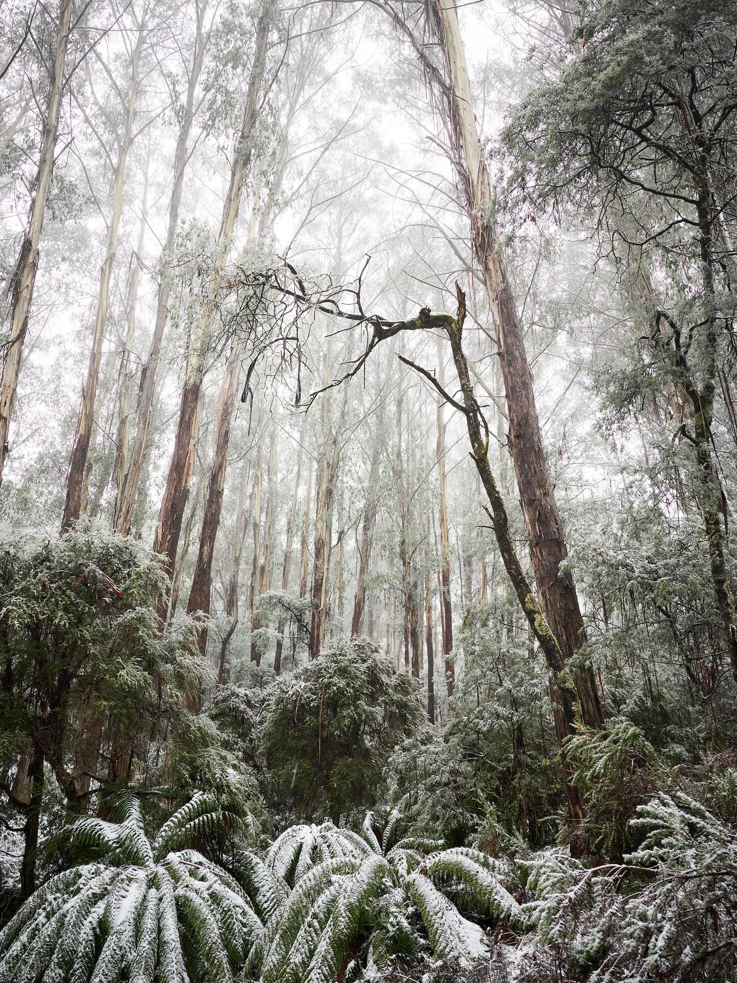 Aussie bush and snowfall are pretty special mixed together. The quiet of the stillness with the occasional drops from the trees, black cockatoos flying from tree to tree, the croak of a gang gang and a soft white blanket of snow spread all over making yesterdays wilderness unrecognisable and fairytale like. 🤗🌳❄️
.
.
.
#australia #aussiebush #highcountryvictoria #eucalypt