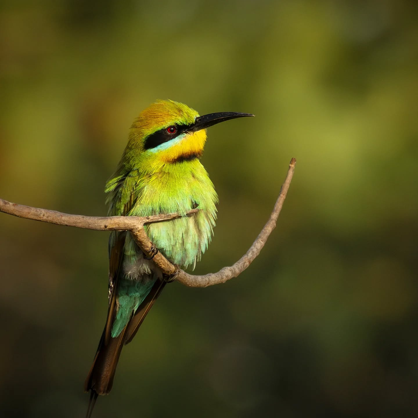 Memories of Darwin... A young Rainbow Bee-eater at Lambells Lagoon Litchfield
@aneyefordetails
#bird #birds #birdphotography #birdsofinstagram#animalsofinstagram #wildlifeofinstagram #wildlifephotography #nature #naturephotography #wild_perfection #wildlifeaddicts #nikon #nikonaustralia #planetearth #nationalgeographic #australiangeographic #darwin #northernterritory #tourismaustralia