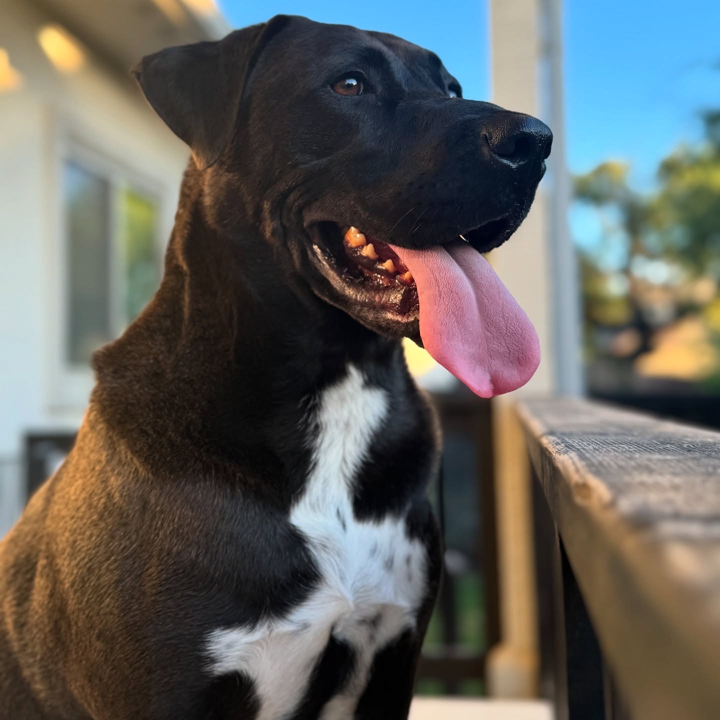 CHAPO taking care of his fort.
🐾 Boerne Pet Sitting
👩🏼💻 Now booking through Fall 2025, call to get on the schedule if you have travel plans!
📞 830-837-3135
⚫️Announcing back to school black out dates soon!
🤙🏻☀️🌊 - Sandy
#petsitting #rescuedog #adoptdontshop #dogs #lab #boerne #fairoaksranch