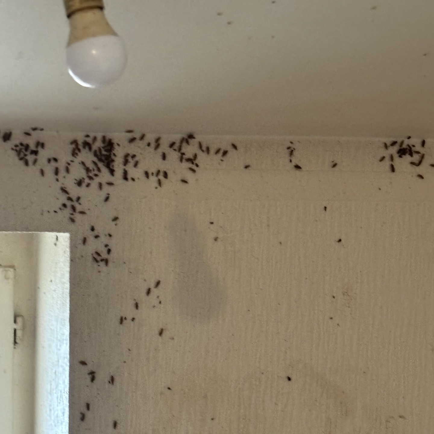 Intervention de SOLYSERVICES contre les blattes et les cafards à Lyon!
Faire appel à un professionnel de la désinsectisation est essentiel face à une infestation de cafards ou de blattes. Ces insectes prolifèrent rapidement et sont très résistants, rendant les traitements amateurs souvent inefficaces.
Ils se cachent dans des endroits difficiles d’accès, ce qui complique leur éradication complète sans l’expertise adéquate. Les cafards transportent de nombreuses bactéries et agents pathogènes, pouvant contaminer les aliments et provoquer des maladies comme des gastro-entérites ou des allergies. Ils compromettent l’hygiène des habitations, restaurants ou locaux professionnels.
Un expert utilise des produits certifiés et des méthodes adaptées pour une élimination durable. Il identifie les causes de l’infestation et propose des mesures préventives. Cela permet d’éviter une récidive coûteuse. L’intervention rapide d’un professionnel limite les risques sanitaires. En somme, c’est une garantie de sécurité et de tranquillité à long terme.
Protégez votre entourage en faisant appel à des experts qualifiés tels que SOLYSERVICES.
Ouvert 7j/7
04 37 22 62 90
#dératisation #cafards #desinsectisationlyon
https://www.solyservices.com/post/intervention-de-solyservices-contre-les-blattes-et-les-cafards-à-lyon