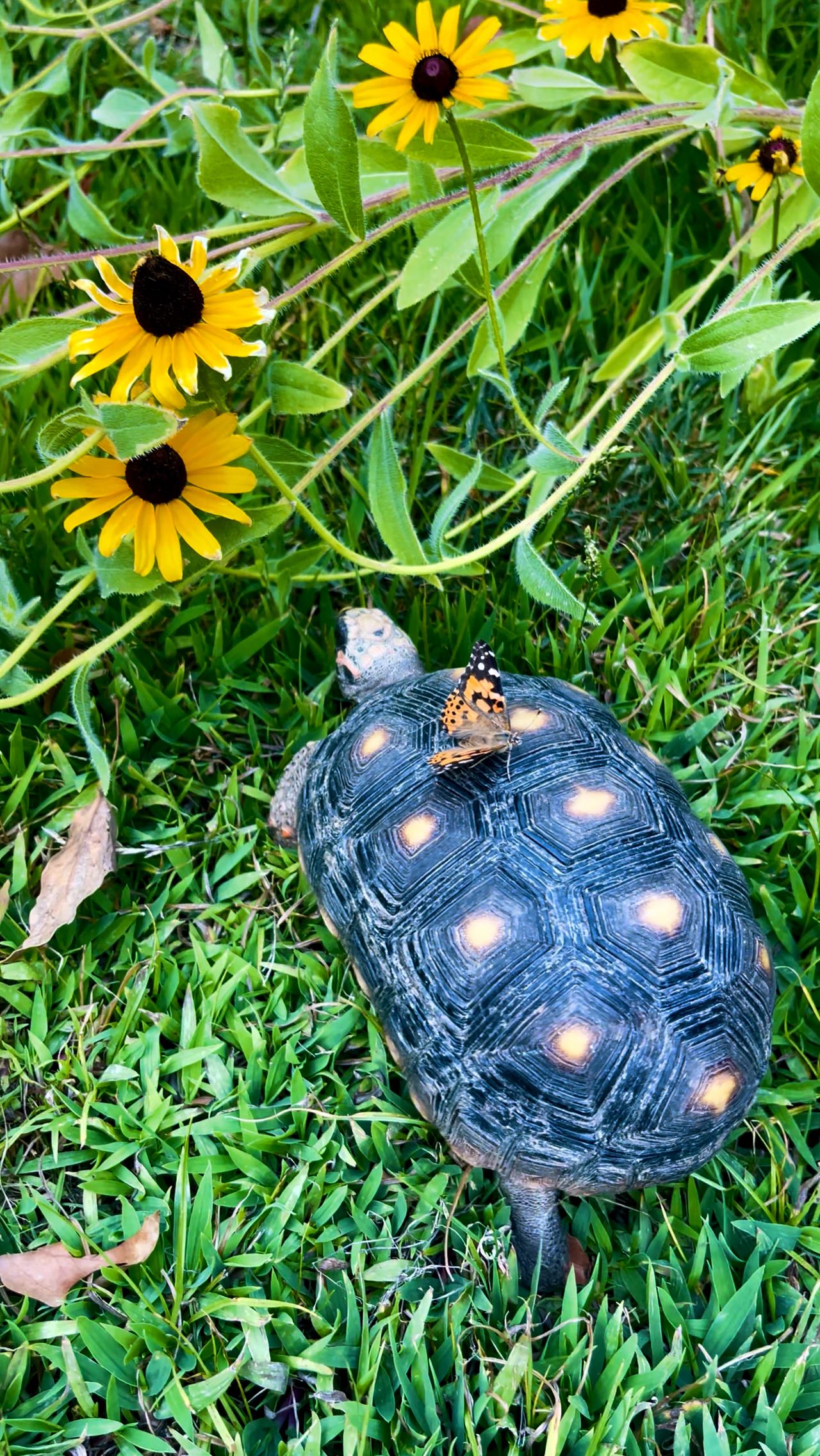 🦋✨ When your butterfly bestie wants a ride… Sparkle the tortoise happily delivers! Watch this magical moment as a Painted Lady butterfly hitches a ride on her slow and steady friend 🐢💫
Because at Blackborg, even the smallest wings can take the grandest journeys.
#PaintedLadyButterfly #TortoiseTaxi #ButterflyMagic #Blackborg #ButterflySanctuary #NatureFriends #WholesomeReels #ButterfliesAndTortoises