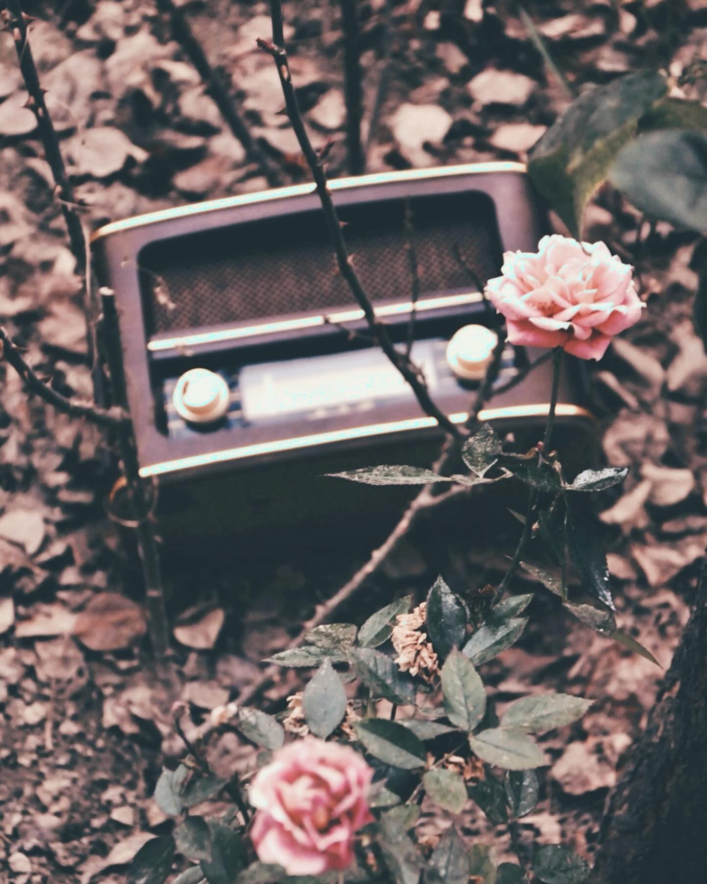 Exciting News! Tomorrow at 8 PM, we’re getting into it with Chappers on Up Close Radio! 🎙️ Join us for an engaging chat about all things Herbal Medicine. 🌱
Don’t miss out – we’ve got a special listener offer just for you! Tune in and discover how and why nature can enhance your health 🌿❤️
You bring your ears, we’ll bring the rest 📅🎧