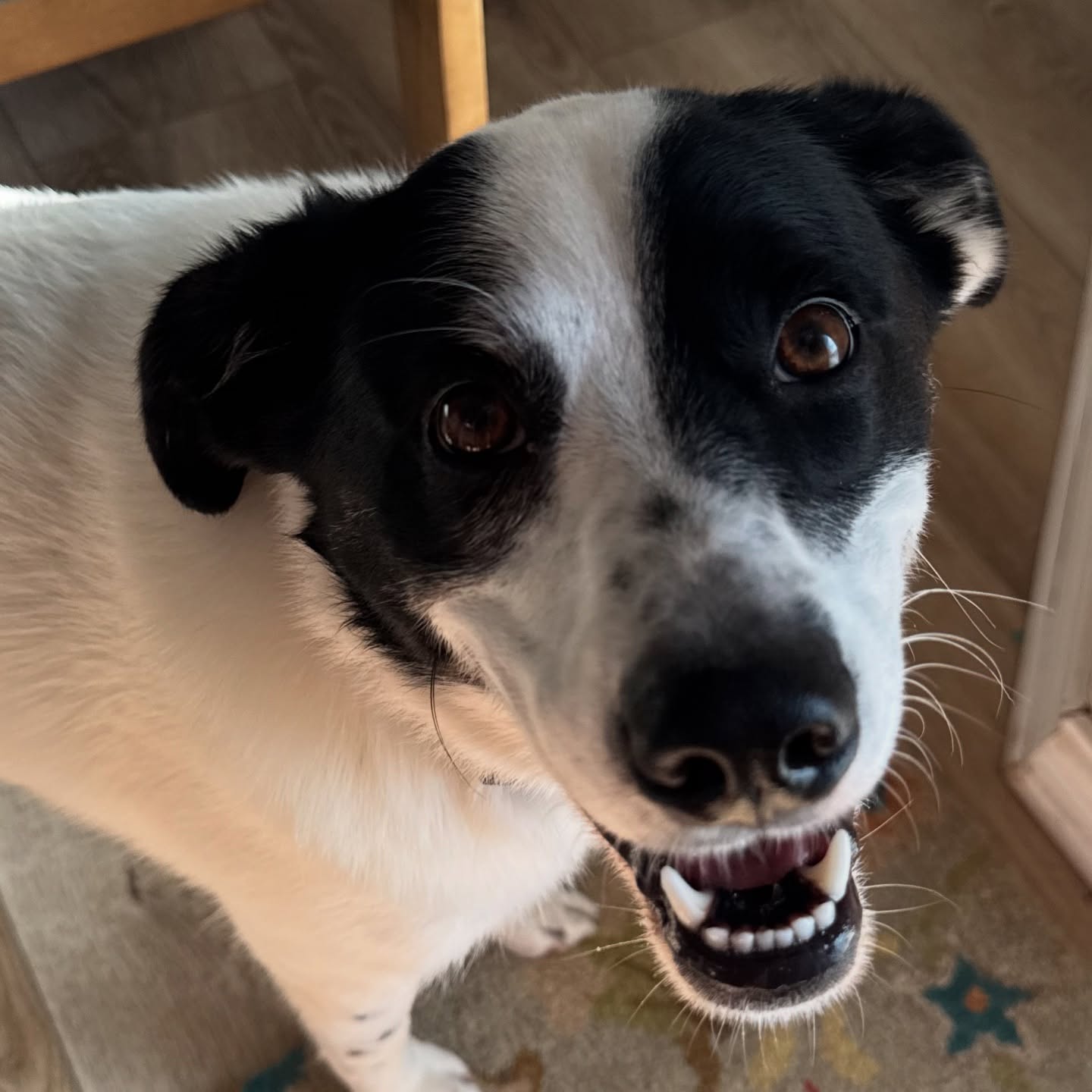 CARL!!!! Gonna miss this guy, two weeks and he goes home today 🥹
Book online or send me a message for booking. Vacation and In-home boarding options available for longer stays like my man Carl.
www.boernepetsitting.com