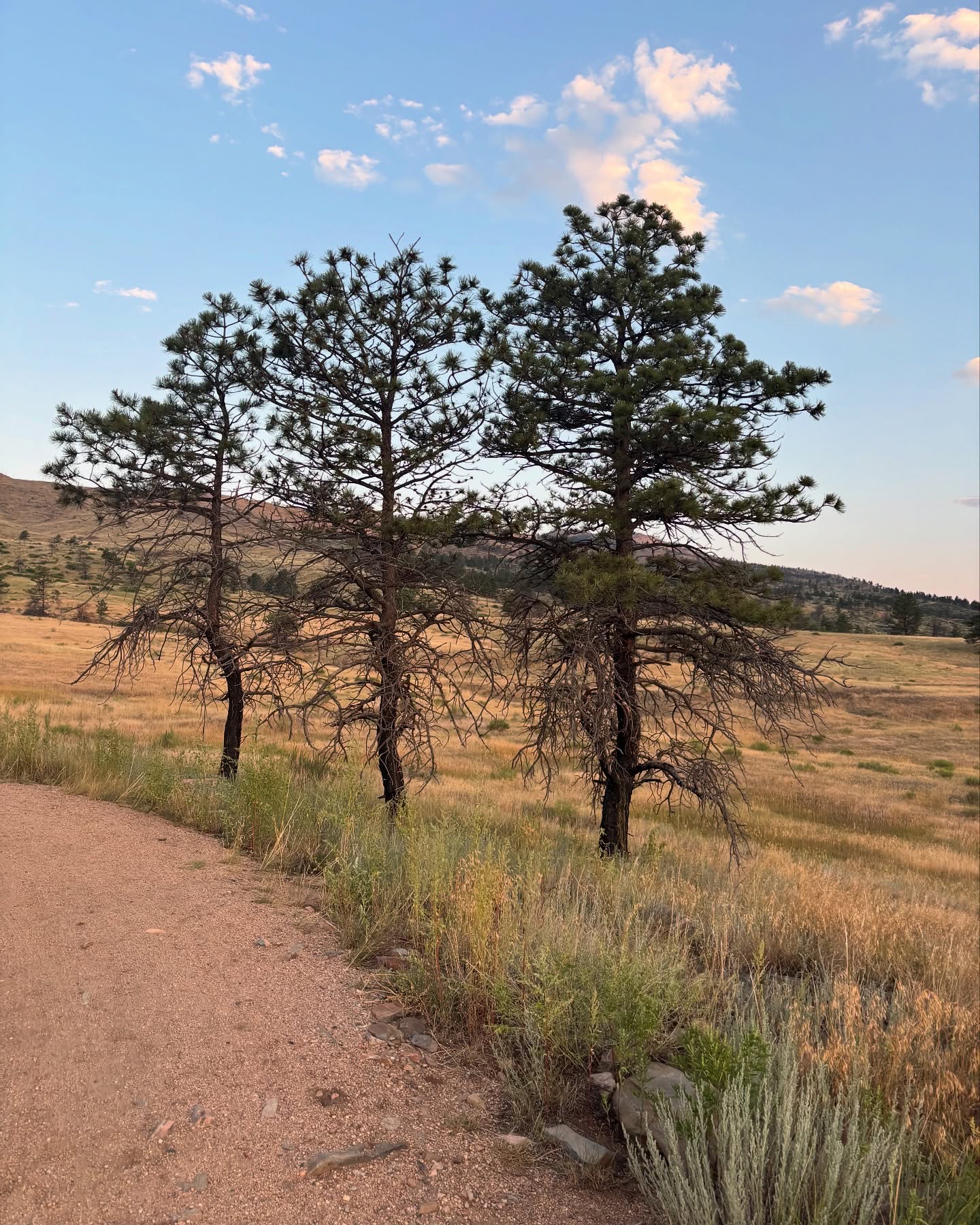We went back to Bobcat Ridge! This time we took a longer route and it got hot by 7AM! Definitely pack extra water if you plan on taking this trail! Very minimal shade coverage.
Trail: Bobcat Ridge (Ginny Trail)
Distance: 10.5 miles (16.9 km)
Time: 3:01
#hiking #smallbusiness #local #colorado #fortcollinscolorado #summer #hikingbuddy #fyp #exhausted