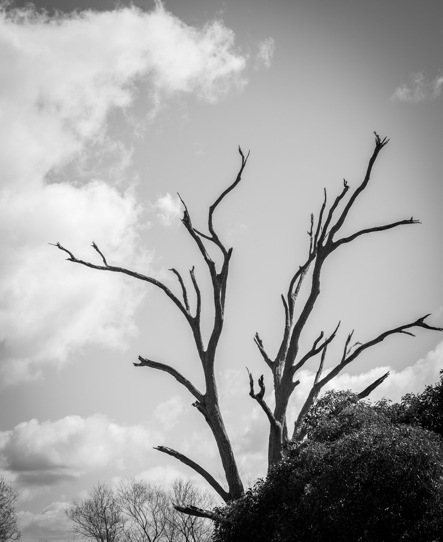 In the late 1960s, Gordon Knight transitioned from sheep farming to winemaking by selling part of his land for this purpose.
Presently led by Llew and Andrea Knight with a devoted team, Granite Hills thrives in producing high-quality wines while upholding its family heritage and securing its future legacy.
.
.
.
.
.
.
#macedonrangeswine #visitmacedonranges #macedonrangesnaturallycool #visitvictoria #daylesfordmacedonrangestourism #daylesfordmacedonranges #daylesfordmacedonlife #lancefield #cobaw #explorevictoria #countryvictoria #macedonranges #granitehills #granitehillswinery #victorianwine #wineaustralia #macedonrangeswinery
