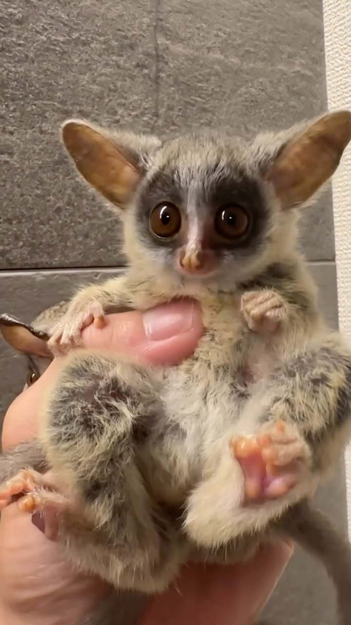 ブッシュベイビー
ショウガラゴ
1人だけ顔ふさふさな子いる🦁