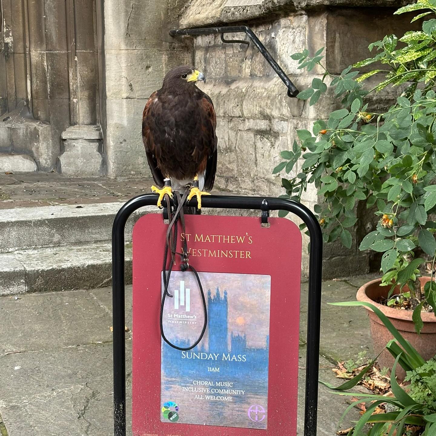 Thanks to @londonheritagequarter and to Jess the hawk, too!
Jess is helping solve our pigeon problem at St Matthew’s so do say hey if you see her 🕊️🦅