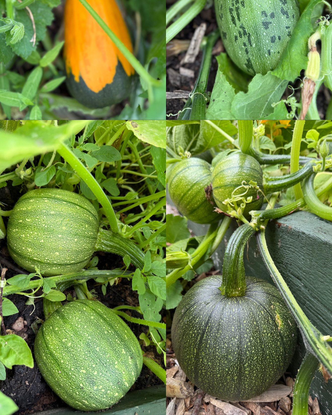 🎃🌿 Pumpkins in Bloom!
Look at these beautiful pumpkins growing strong in our International Garden — a true symbol of patience, care, and community 🌞💚
The joy on the women’s faces says it all — tending the soil, sharing stories, and watching life grow together. Every leaf, every laugh, every harvest is filled with love.
#InternationalGarden #PumpkinJoy #WomenInTheGarden
#GrowingTogether #CommunityStrength #OrganicLiving
#PositiveVibesOnly #CorkCommunity #GardenMagic