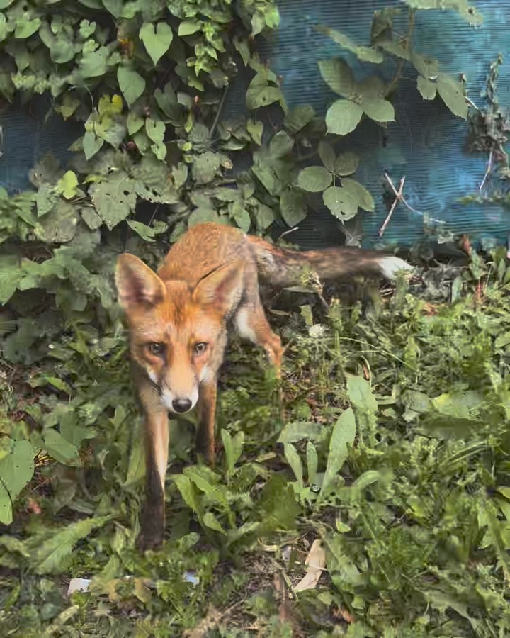 An interlude - for the brave one.
I’ve waited for you for so long. Well, not you exactly - but one like you. Brave little bandit, master of stealth and snack negotiation.
I didn’t have my camera. Not the one that could do you justice - not for the fire in your fur, the burnished eyes, the quietly confident paws.
I would have stayed there for hours, rooted to the earth, just to borrow a little more of your wild.