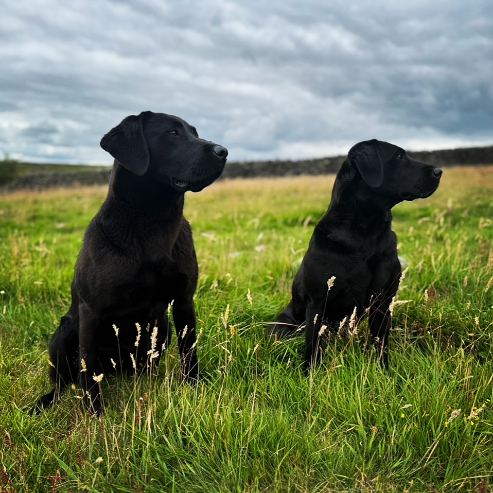 These two 😍 (Bizz on left Gin on right)
Mother (Gin) & Daughter Bizz