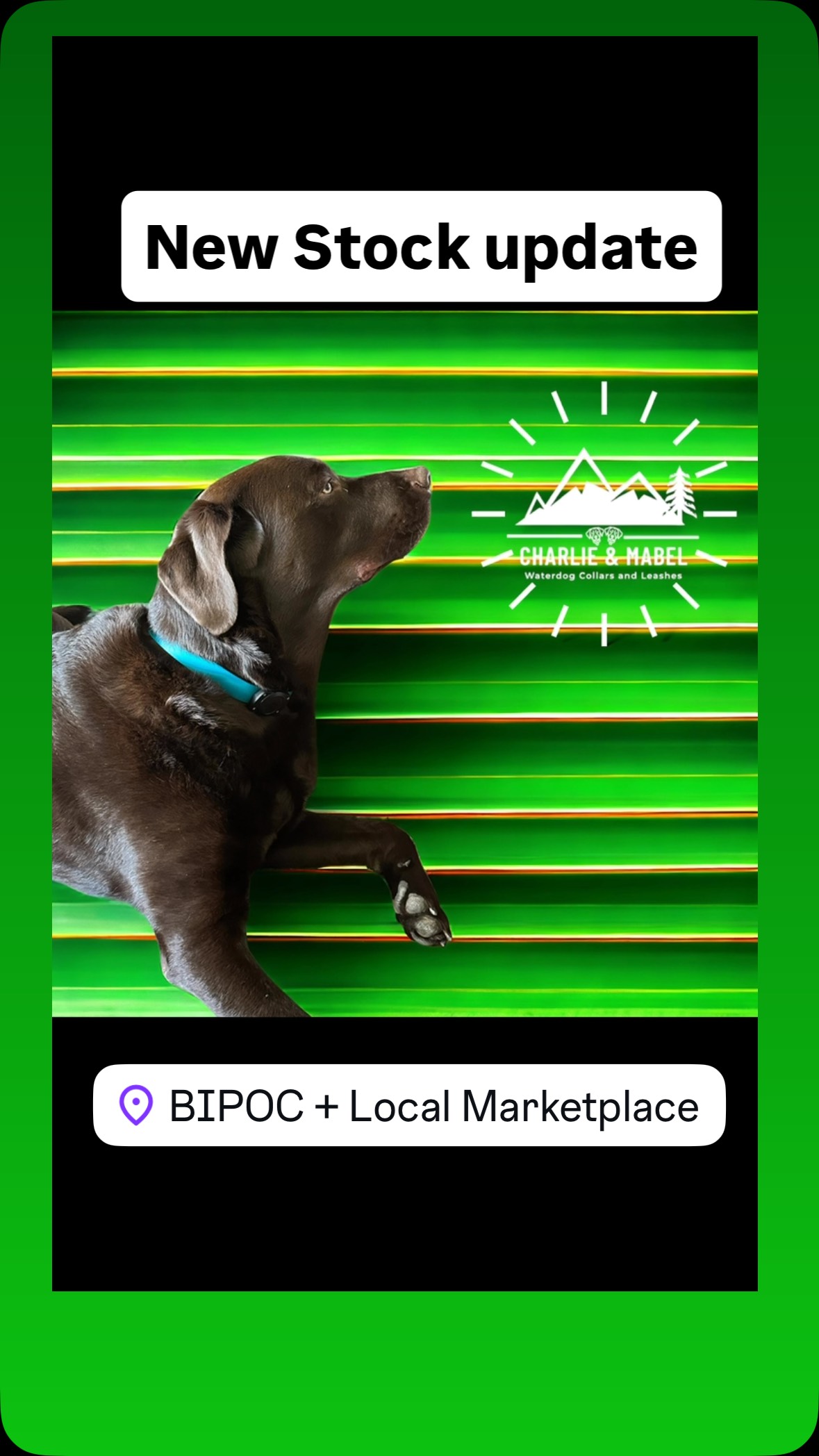 #buylocalbc #langleybc #buylangleybc #langleycity #langleybcbusiness #yvrdogs #yvrdogsofinstagram #bcdogs #dogsofcanada #dogsofcanada #biothane #biothanecollar #biothaneleash #elbowsup