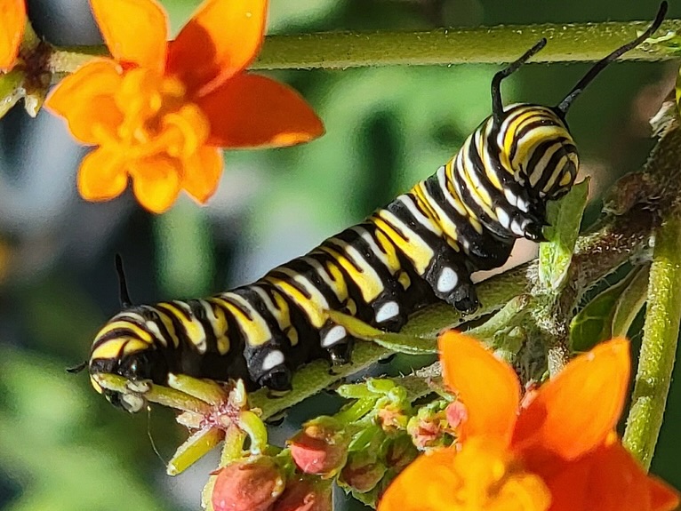 🦋 Monarch Watch!
Even while our Garden Club takes a summer break, nature doesn’t! One of our Garden Club members shared this incredible peek at Monarch life on milkweed, from hungry caterpillars to fluttering wings.
Monarchs depend on milkweed to survive, and it’s always a thrill to spot their full life cycle right in the garden.
Thanks to member Trish Schooley for capturing the magic! 🌿🧡
#NaplesIslandsGardenClub #MonarchButterfly #MilkweedMatters #PollinatorGarden #NatureInBloom