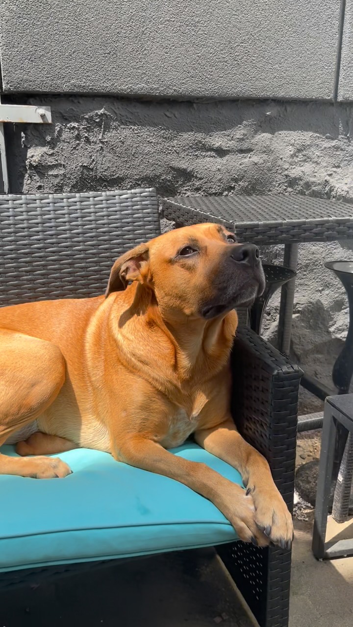 Caught a very serious conversation between Demi and @waldoshere2024
#dogs #doghumor #dogdaycare #groomerhumor #pitties #doodles
🔊 @recess_therapy