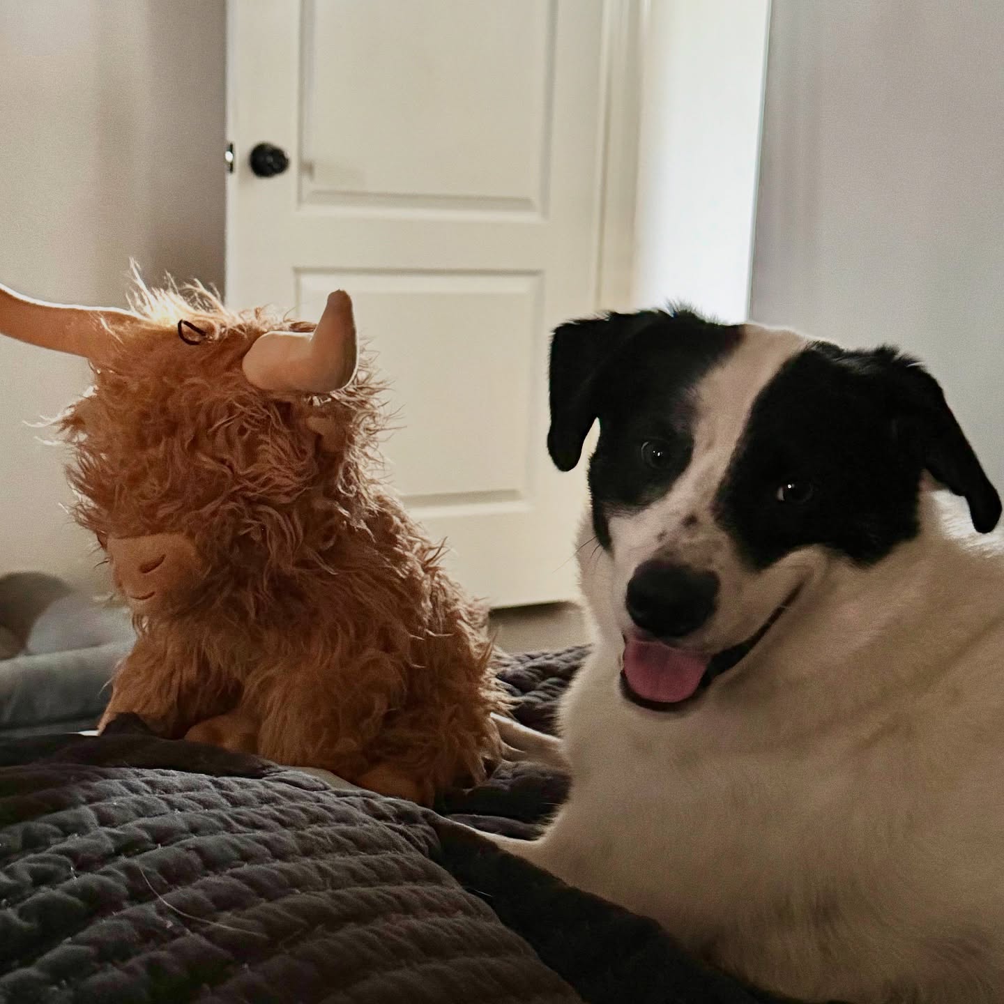 I’ve had enough of your cuteness CARL.
🐾 Boerne Pet Sitting
📱 Booking 830-837-3135 / boernepetsitting@gmail.com
📍 Service Areas: Boerne - Fair Oaks Ranch - Dominion - Leon Springs
#boerne #petsitting #fairoaksranch #dogsofinstagram #adoptdontshop