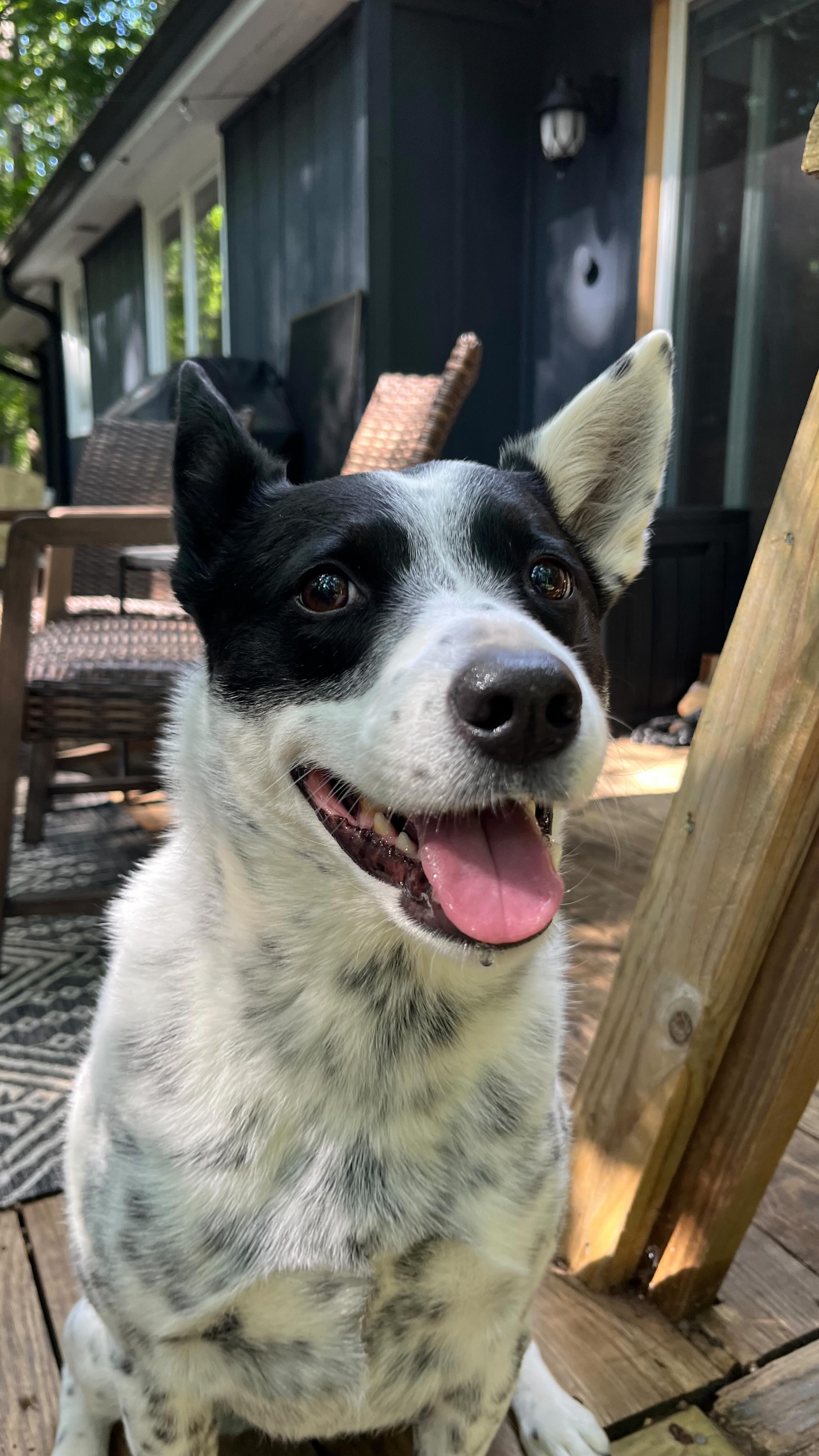 Ruby has her very own “rage room” and today she shared with us, her absolute love of destroying cardboard boxes! Let it rip, Ruby - but also don’t forget to recycle!
#petsitter #asheville #dogsitter #austrailiancattledog #rageroom #cardboard #recycle