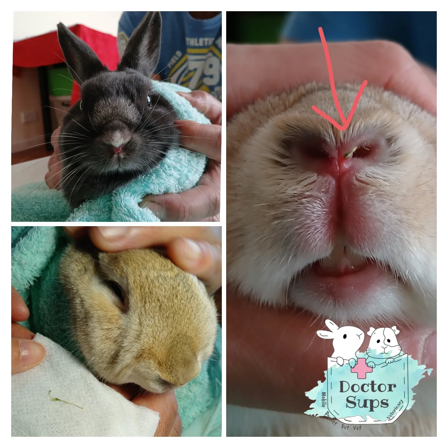 We recently visited little Louis and George for their routine health checks. George passed with flying colours, but Louis brought along his unfinished breakfast that he's kept for days to the consult—a very fine grass seed lodged in his nostril! 🌾
Luckily, it hadn’t made its way further up into his sinuses. With a bit of local anaesthetic and some delicate work, we were able to remove it intact. Louis, however, didn’t seem too pleased with Dr Sups for taking away his snack… and gave her a solid thump afterwards!
We’ll take that as a “thank you” in Louis’s language. 😅
#DoctorSupsVeterinary #doctorsups #mobileveterinaryservice #pocketpetvet #rabbitcare #guineapigcare #ratcare #mousecare