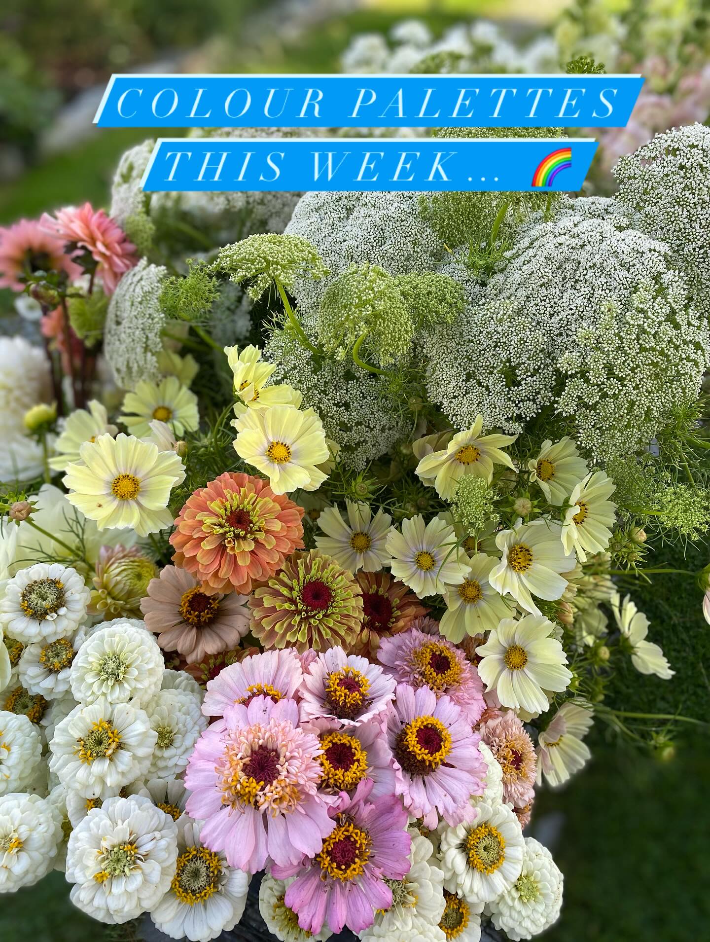I think we’ve had all the colour palettes this week! These beautiful blooms have all gone to local florists to bring a riot of colour to weddings in Devon and Cornwall this weekend 💚🩵🩷 . Looks like it’s going to be a sunny one 🥳 ☀️