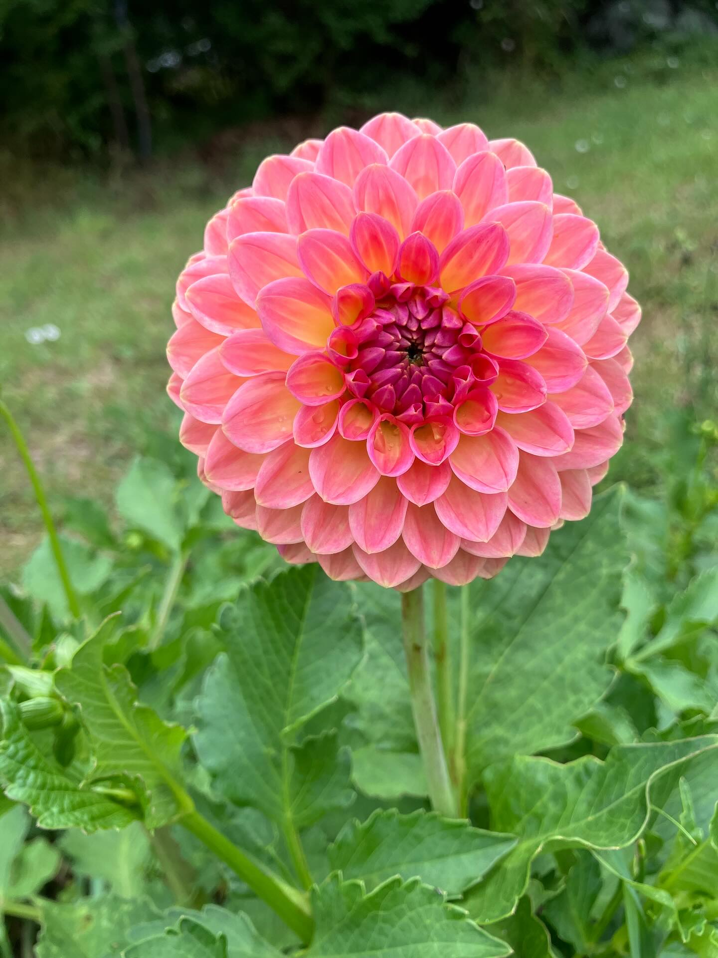 Lige om lidt er de klar og der er noget at glæde sig til 🥳😍🌸🌞👌🥂🦋🍹
#dahlia #dahlialove #plukselv