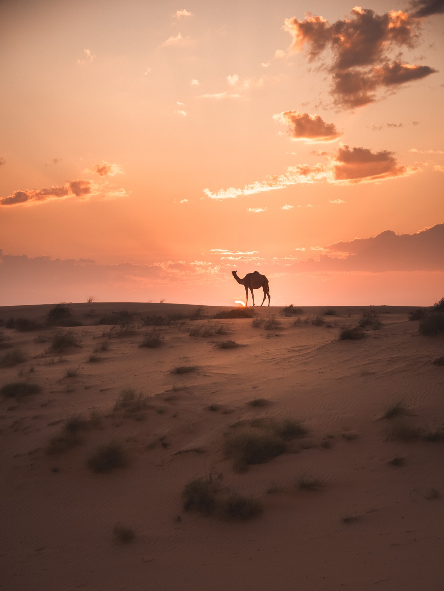 Pure Magie in der Wahiba Sands.🐪🧡
Noch mehr Wüstenmagie findet ihr auf unserem Blog www.weltallerliebst.de (Link in Bio). Wir freuen uns, wenn ihr vorbeischaut.💕
.
.
.
.
#WahibaSands #OmanDesert #CamelTrekking #DesertVibes #SunsetInTheDesert #PastelSky #NatureMood #SilhouetteShots #TravelArabia #DesertDreams #oman #omanroadtrip #omanadventure #offroad #offroadadventure #travelphotos #reisefotografie #reiseblogger #reiseblog #reiseinspiration #offthebeatenpath