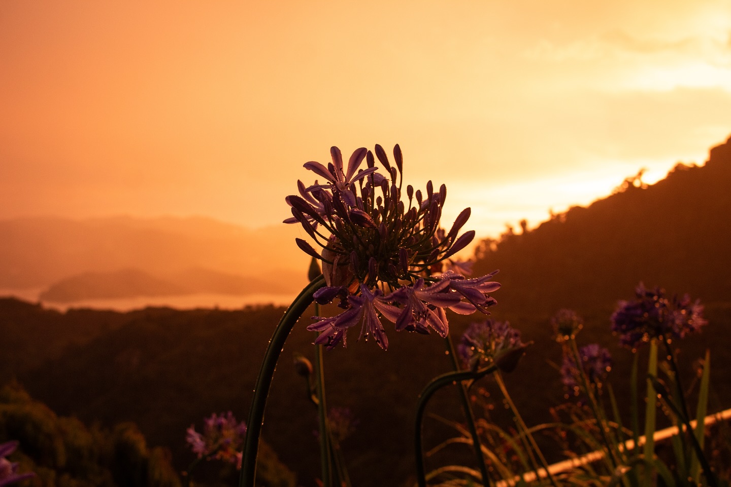 ieri dopo aver visto il signore degli anelli al cinema non ho potuto fare a meno di riguardare le foto della nuova zelanda. ce ne sono tante che non ho mai postato, e che mi ero ripromessa di caricare, così come mi ero detta che avrei stampato le più belle, come alla fine di ogni viaggio. poi passano giorni e settimane, e come al solito me ne dimentico. ciò che invece mi stupisce, è come cambiano i ricordi e le emozioni legate ai viaggi con il passare del tempo, c’è sempre una grossa rielaborazione che avviene piano piano, e che continua ad evolversi anche a mesi di distanza, e riguardando le stesse foto ma in momenti in diversi questa cosa mi è super chiara e mi affascina ogni volta.
🌸