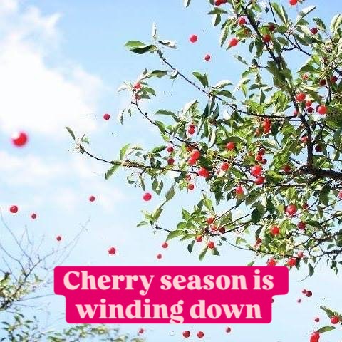 Cherry season is winding down folks - with the heat and rain, we aren’t sure how much longer we will stay open. Hopefully a week 🤞🏽We still have cherries to enjoy picking, some high up, and plenty in our cooler! We recommend coming soon - we are doing everything we can to maintain quality and stay open for all you cherry lovers. We want to make sure you have a good experience!