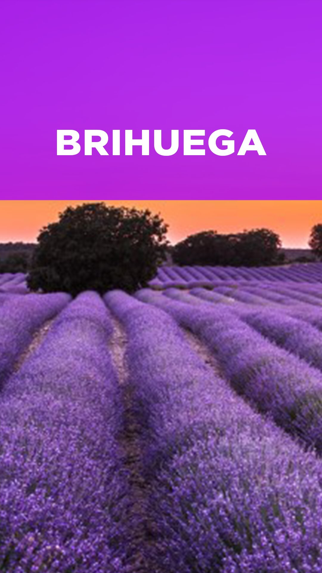 💜 A solo una hora de Madrid, Brihuega te espera con sus espectaculares campos de lavanda.
Un rincón mágico que parece sacado de la Provenza, ideal para desconectar, respirar profundo y descubrir más de España.
📍#DescubreMás
#Brihuega #CamposDeLavanda #EspañaSecreta #Lavanda2025 #ViajarPorEspaña #TurismoRural #EscapadasDesdeMadrid