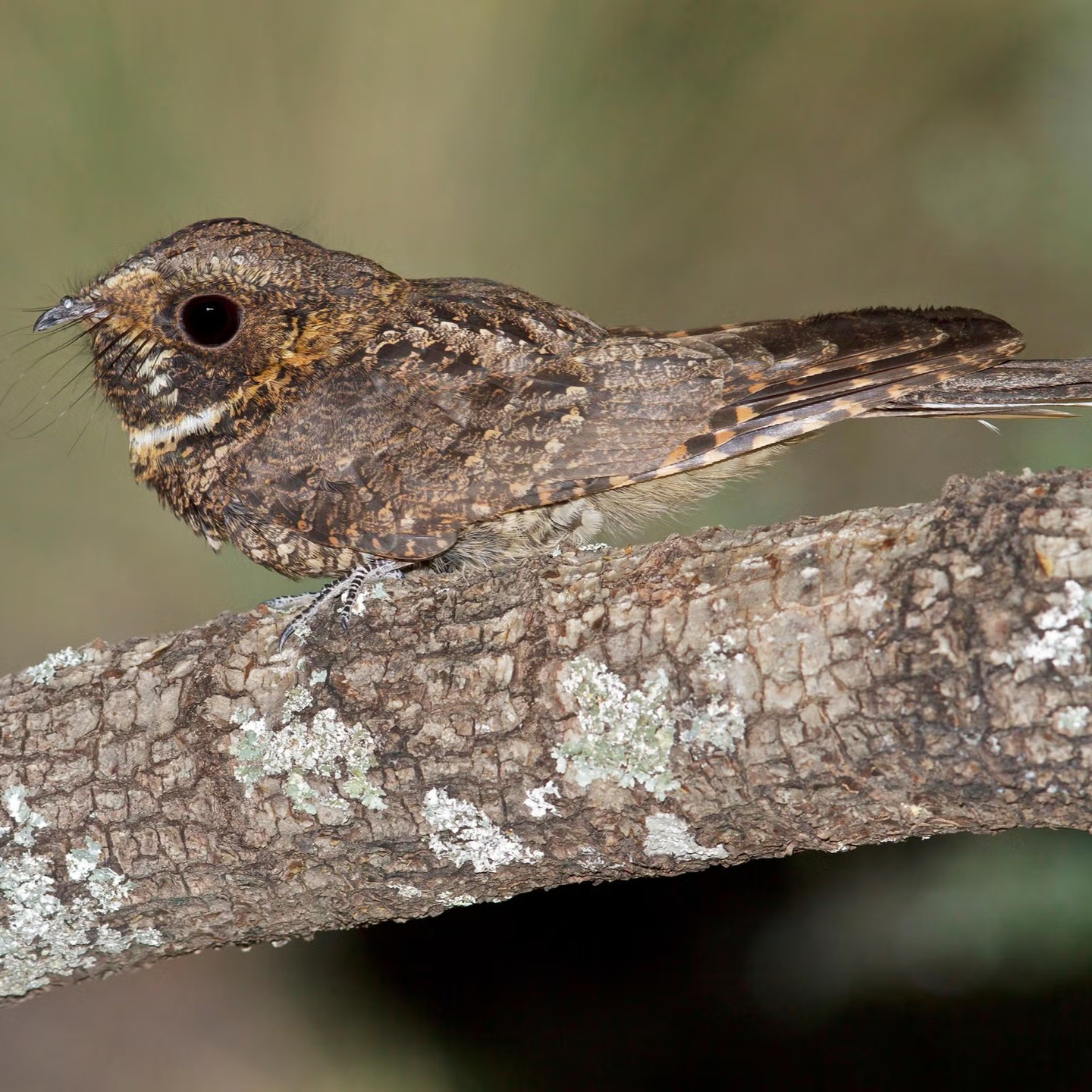 SUMMER CAPRIMULGID RESEARCH 6/6
We conclude this summer’s round-up with an acoustic survey of the Mexican Whip-poor-will (Antrostomus arizonae) in southern California. Gustafson and Wood reported surprisingly low site occupancy – only two of nine surveyed locations hosted the species – raising concerns about a possible local extinction of the species.
The paper is unfortunately behind a paywall (species pic used as a cover photo instead): https://doi.org/10.1894/0038-4909-69.3.7