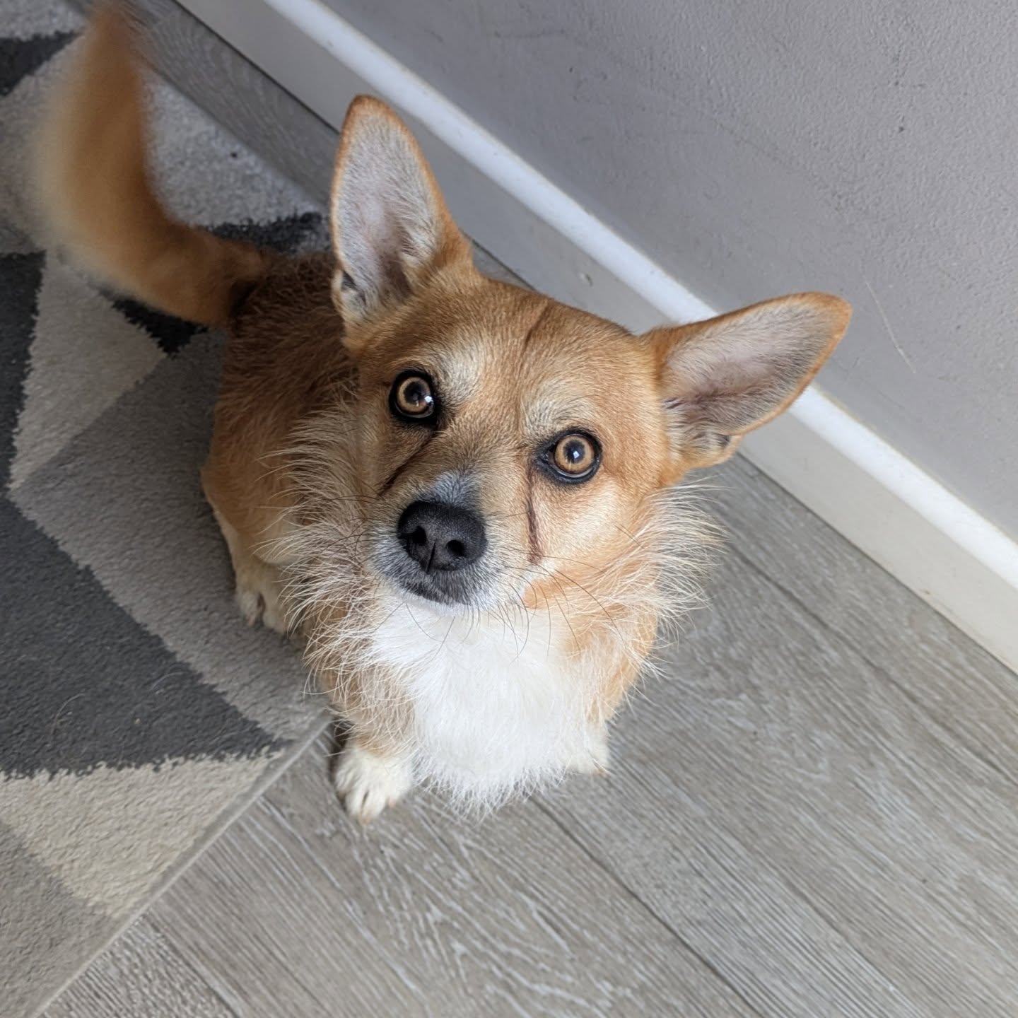 Dexter completed 5 training sessions, focusing on; lead etiquette, lead frustration, communication, recall, and greetings.
Thank you for a lovely review! It means the world to small businesses like mine who rely predominantly on word of mouth, and reviews like this, for clients!