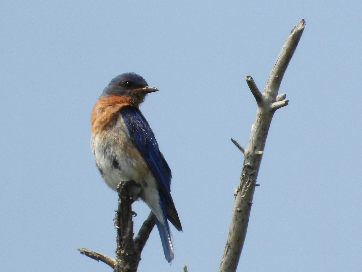 Here’s a little bird joy from the Fort Garry campus this week to brighten your Friday!
We’d love for you to join us on our next bird walk — we go out every Tuesday.
For details and updates, visit our website: www.umindigenousbirdingclub.com
1. Eastern Bluebird
2. Cooper’s Hawk
3. Hooded Merganser
4. Mallard mom and duckling
5. Swainson’s Hawk parent and nestling
6. Eastern Bluebird
7. Eastern Phoebe
8. House Finch
9. Lark Sparrow
10. Blue-winged Teal
We would love for you to tag us in your bird photos from campus, we would love to reshare them!
📷: @justinleerasmussen
@umanitoba @umindigenous @umisacouncil