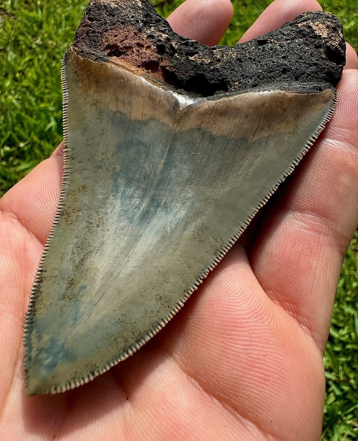 LOVE THIS! @everydayimshoveling Megalodon!! Check out the close-up of those razor-sharp serrations-perfectly preserved and ready to spark your imagination!
Did you know?
• Megalodon (meaning “big tooth”) ruled the seas 23 to 3.6 million years ago, growing up to 60 feet long-three times the size of a great white shark!
• Their serrated teeth, like the one shown, were designed for slicing through tough prey like whales, with each serration acting like a mini-knife for maximum cutting power.
• A single Megalodon could have over 270 teeth in its lifetime, arranged in multiple rows, ensuring they never ran out of chomping power!
This incredible fossil is a conversation starter and a must-have for collectors or ocean enthusiasts. DM for details or to claim this piece of ancient history!
#florida #thingstosee #lettheadventurebegin❤️