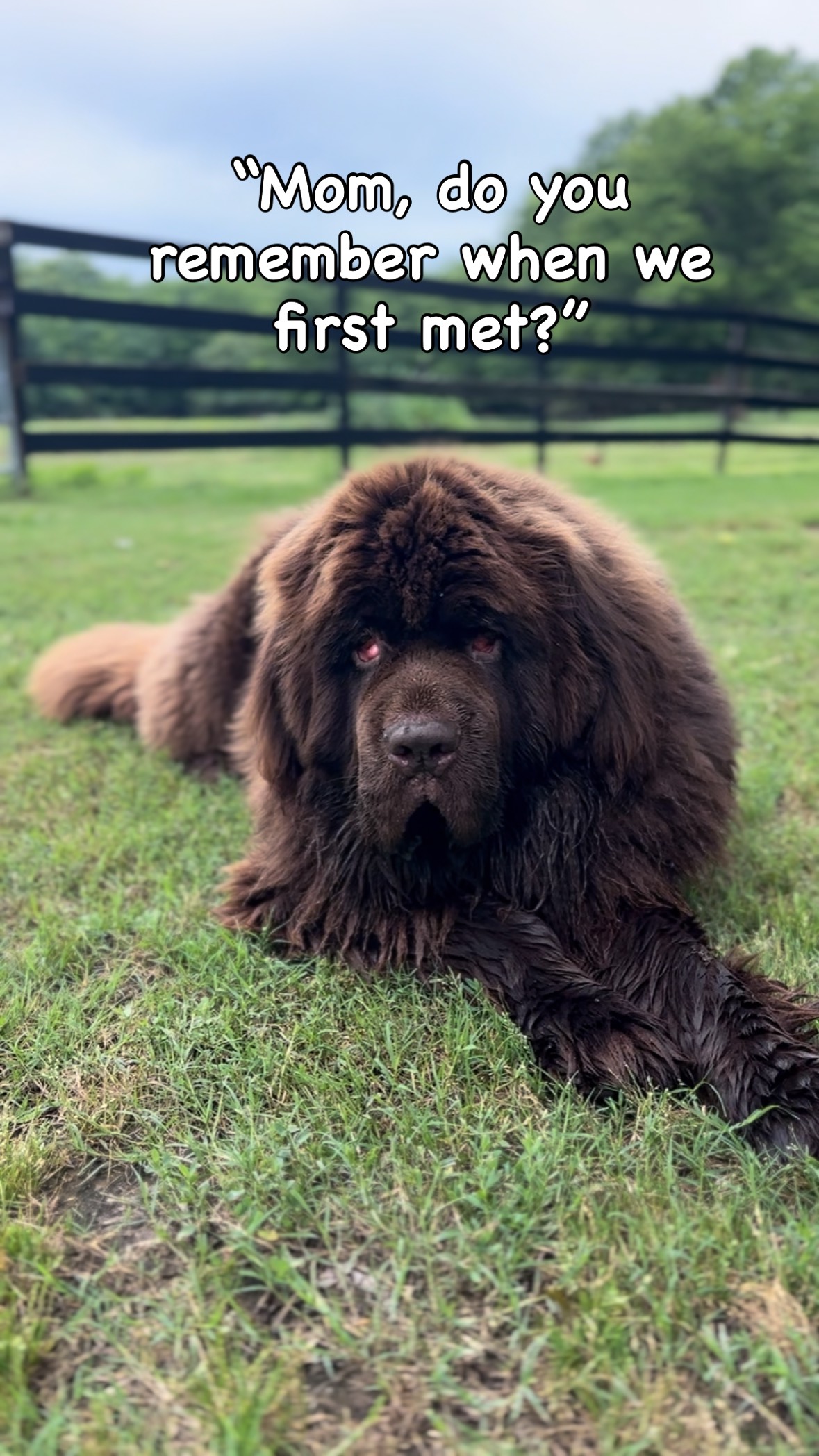 Ok well this trend pulls all the heart strings! 🥹
Our little 5 month bear we adopted got during the shut down. It was love at first sight.
#newfoundland #dog #adopt #dogsofinstagram #sventhenewf